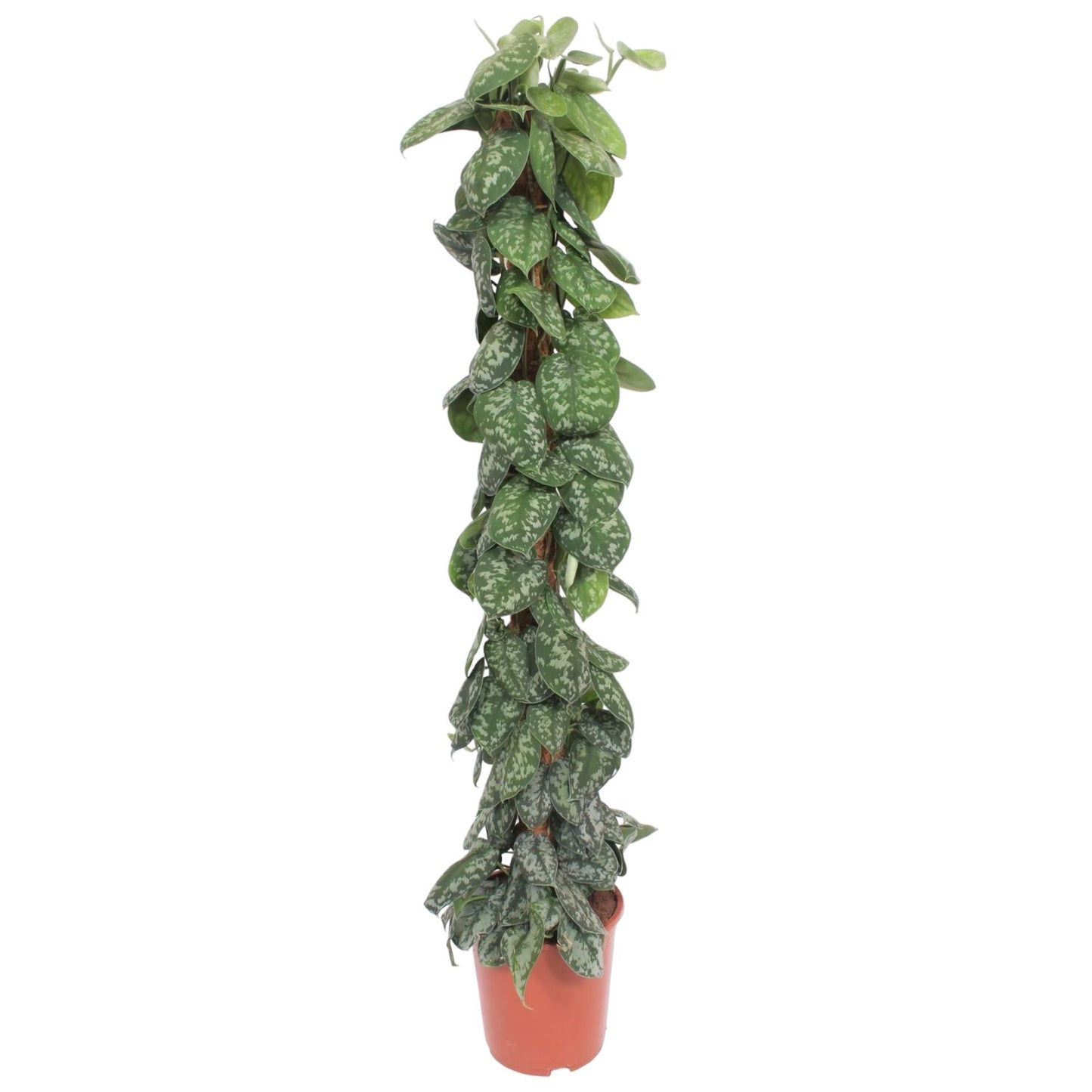 Scindapsus Pictus Trebie mosstok - 160 cm - Forest Plants
