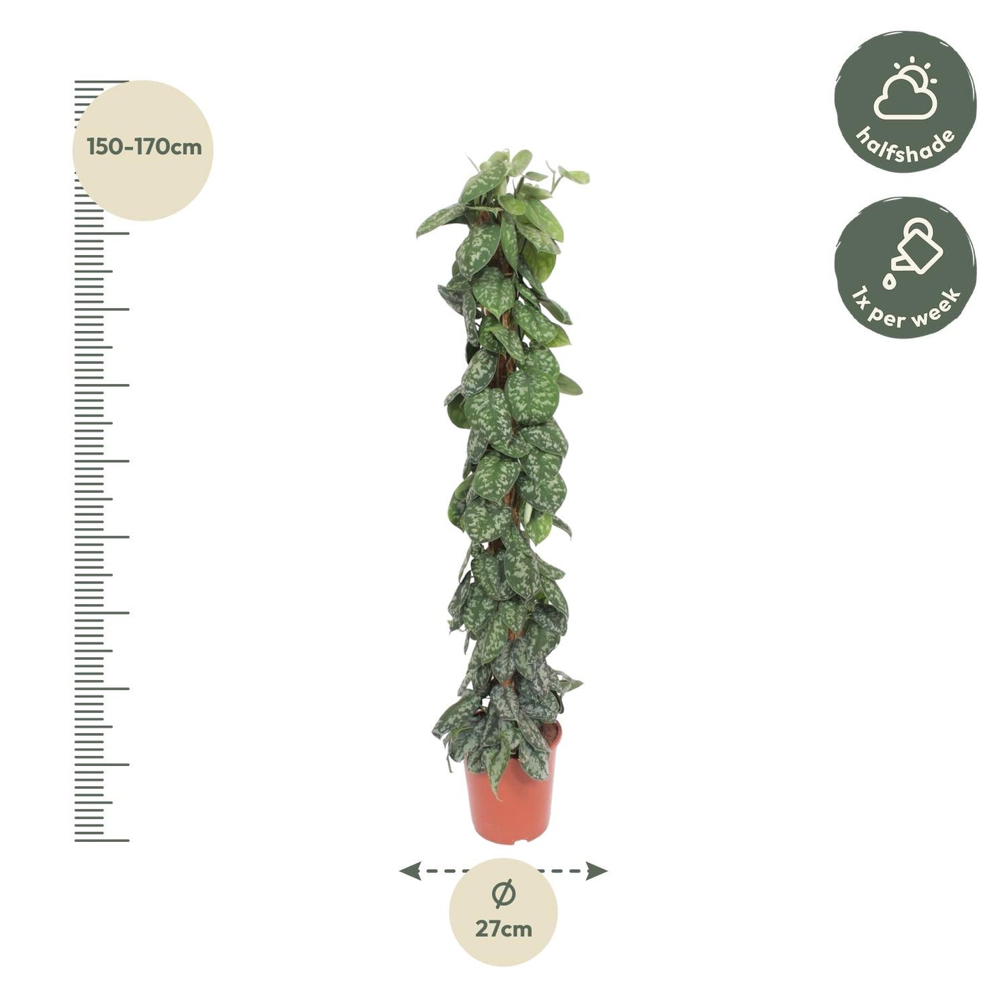 Scindapsus Pictus Trebie mosstok - 160 cm - Forest Plants