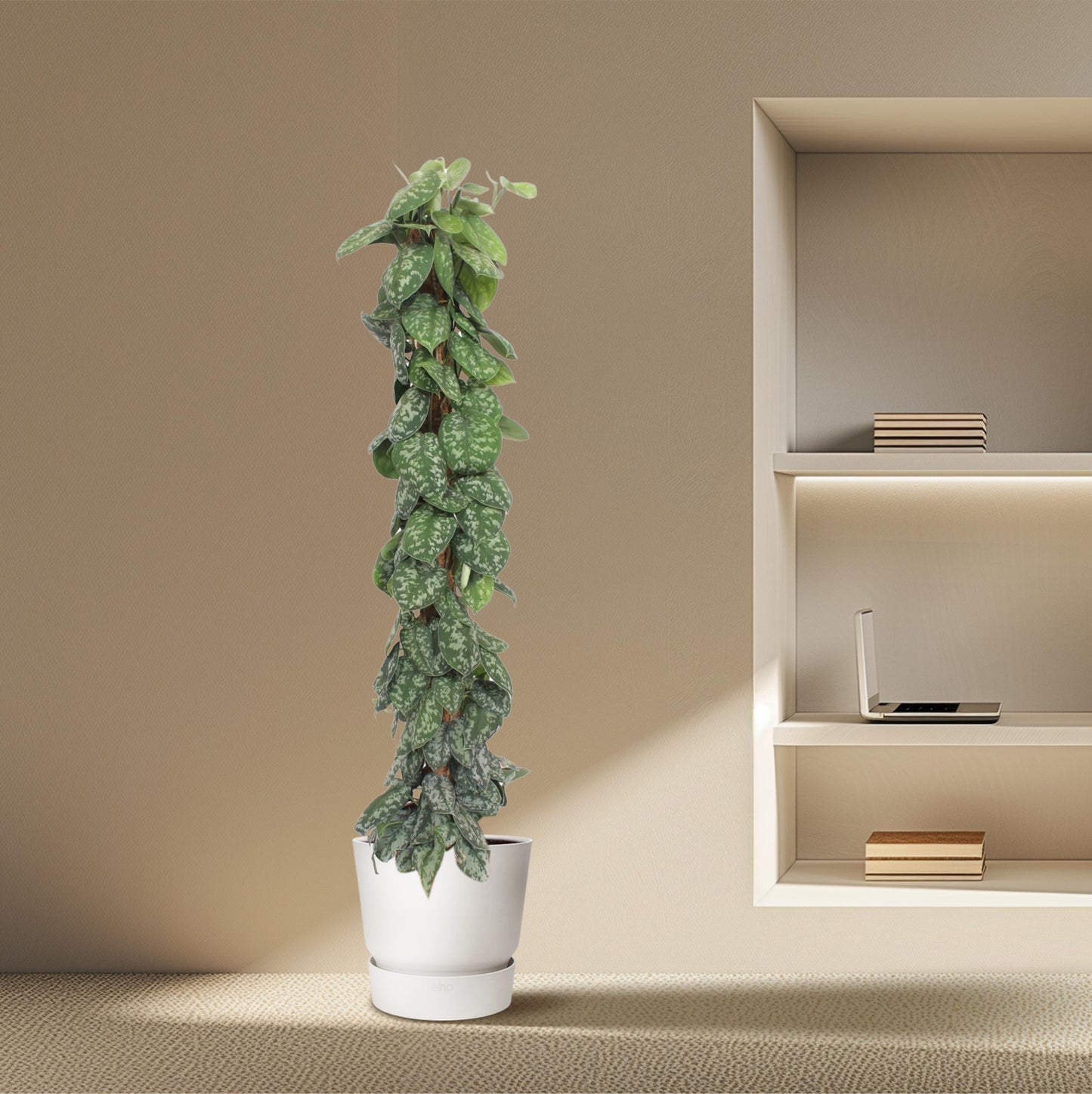 Scindapsus Pictus Trebie mosstok - 160 cm - Forest Plants