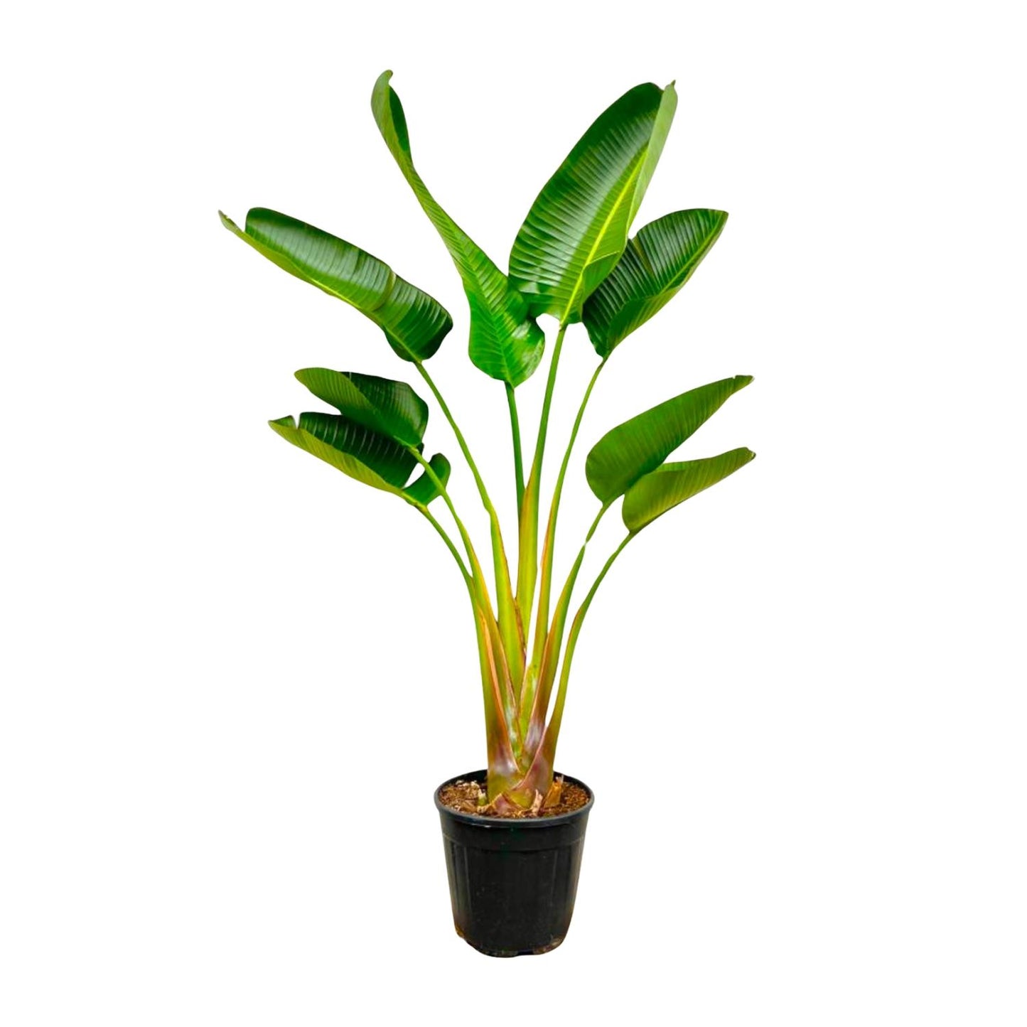 Strelitzia Augusta - 160 cm - Forest Plants
