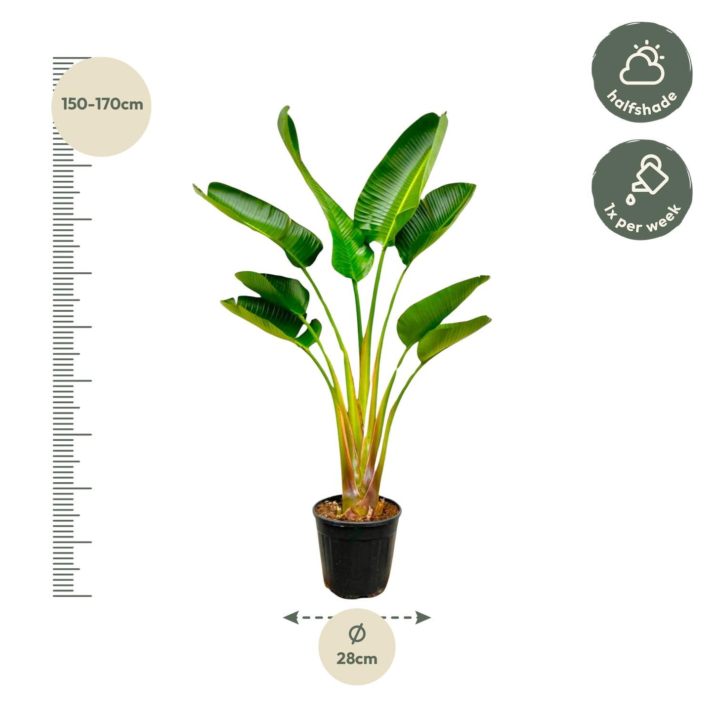 Strelitzia Augusta - 160 cm - Forest Plants
