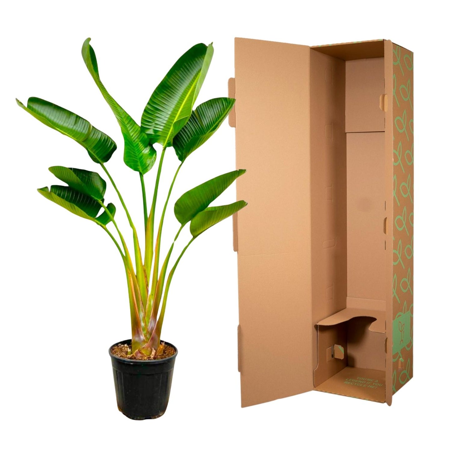 Strelitzia Augusta - 160 cm - Forest Plants