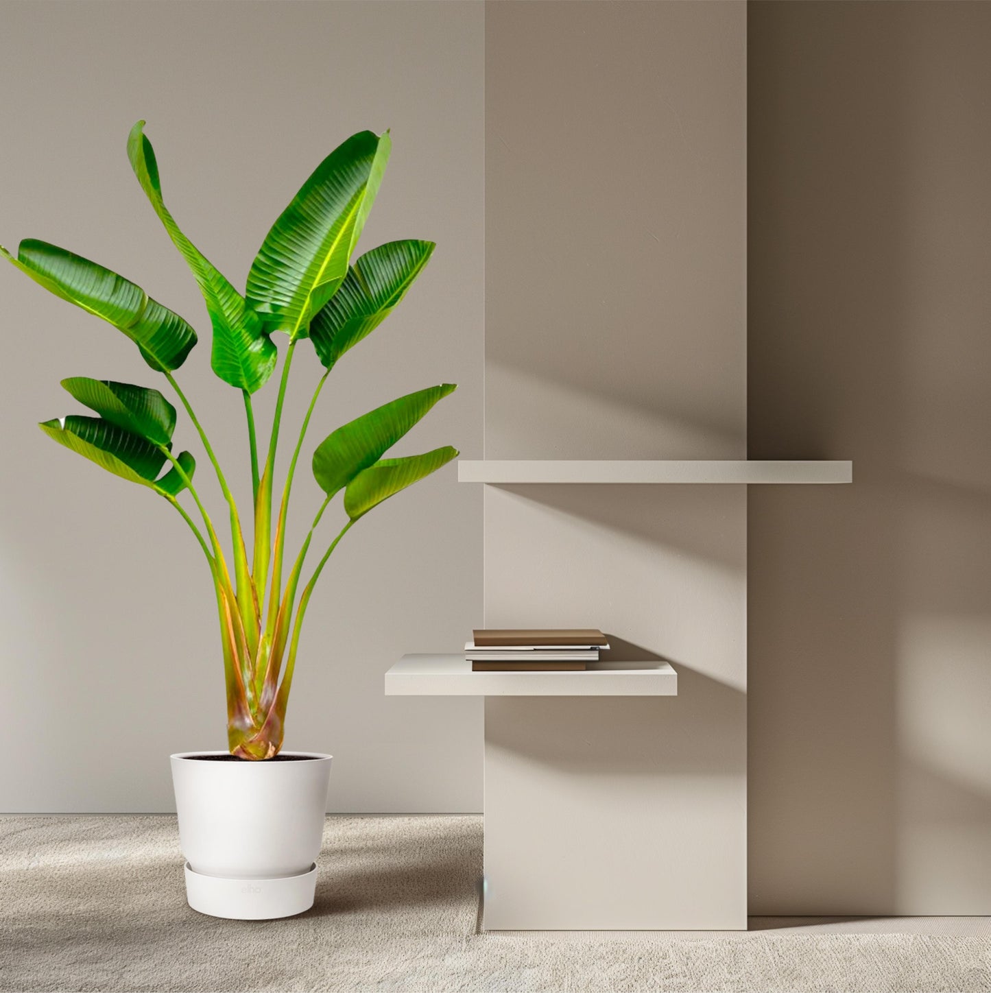 Strelitzia Augusta - 160 cm - Forest Plants