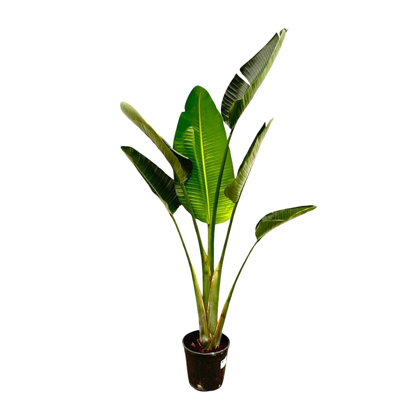 Strelitzia Augusta - 180 cm