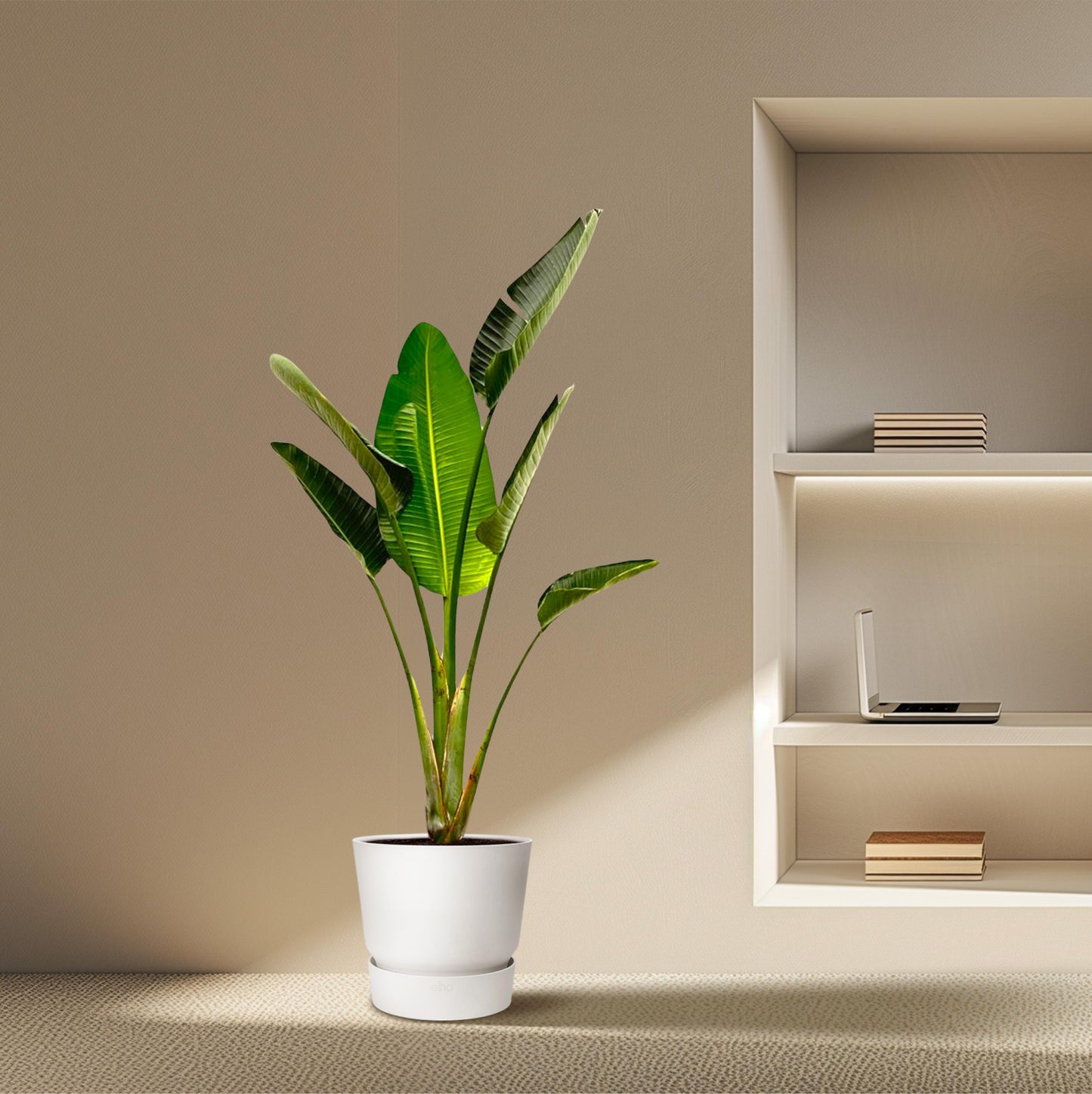 Strelitzia Augusta - 180 cm