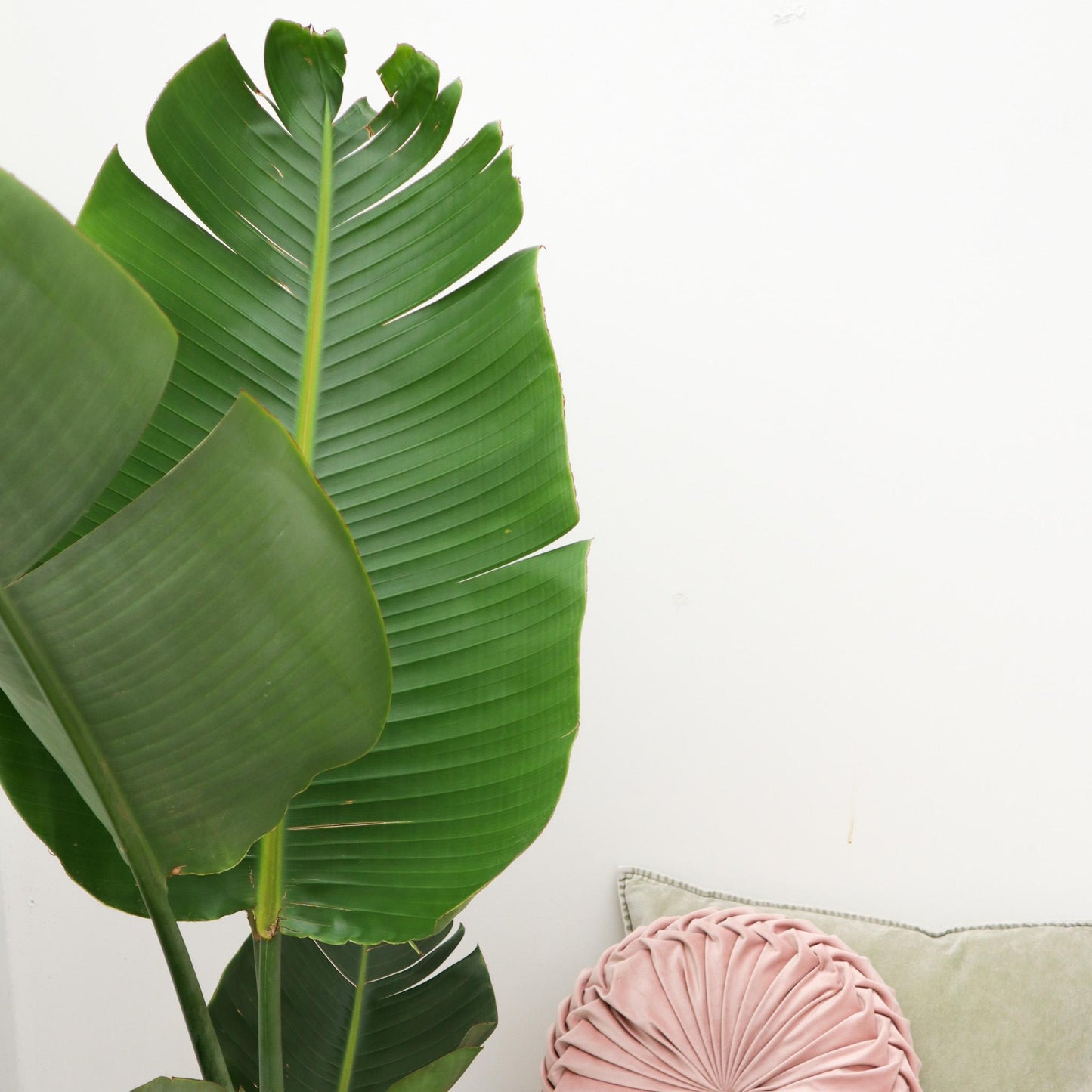 Strelitzia Augusta - 180 cm