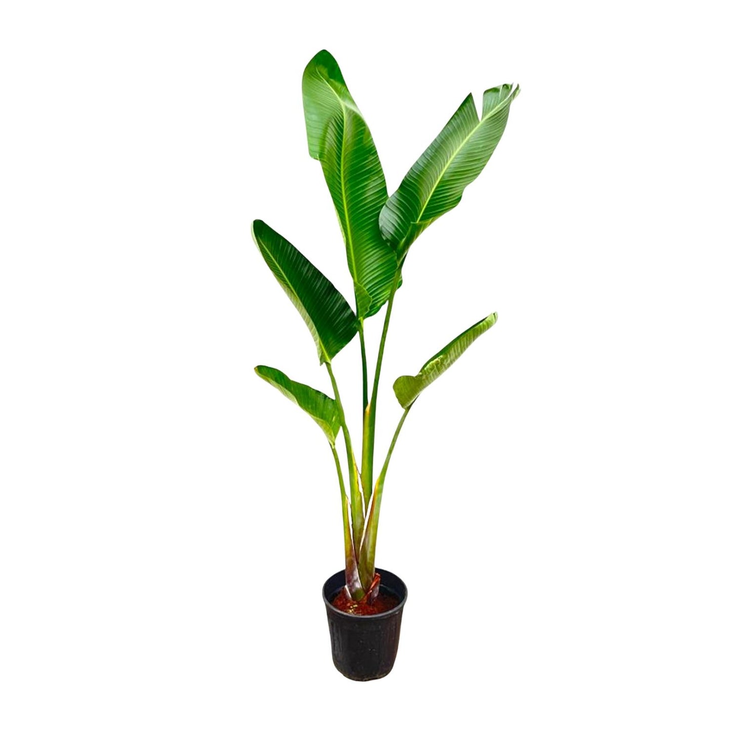 Strelitzia Augusta - 220 cm - Forest Plants