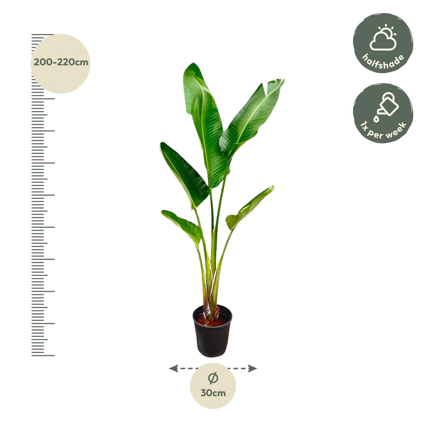 Strelitzia Augusta - 220 cm - Forest Plants