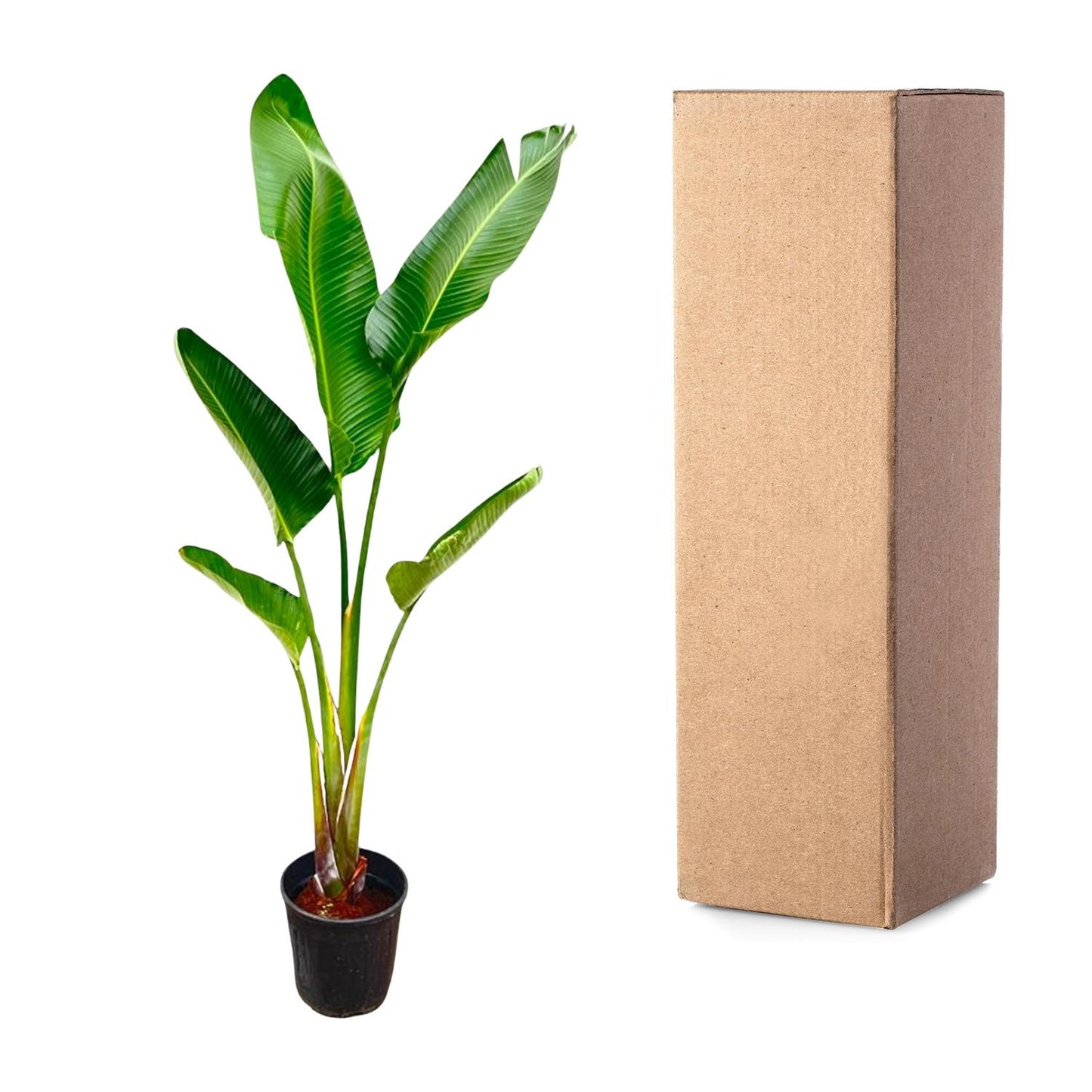 Strelitzia Augusta - 220 cm - Forest Plants