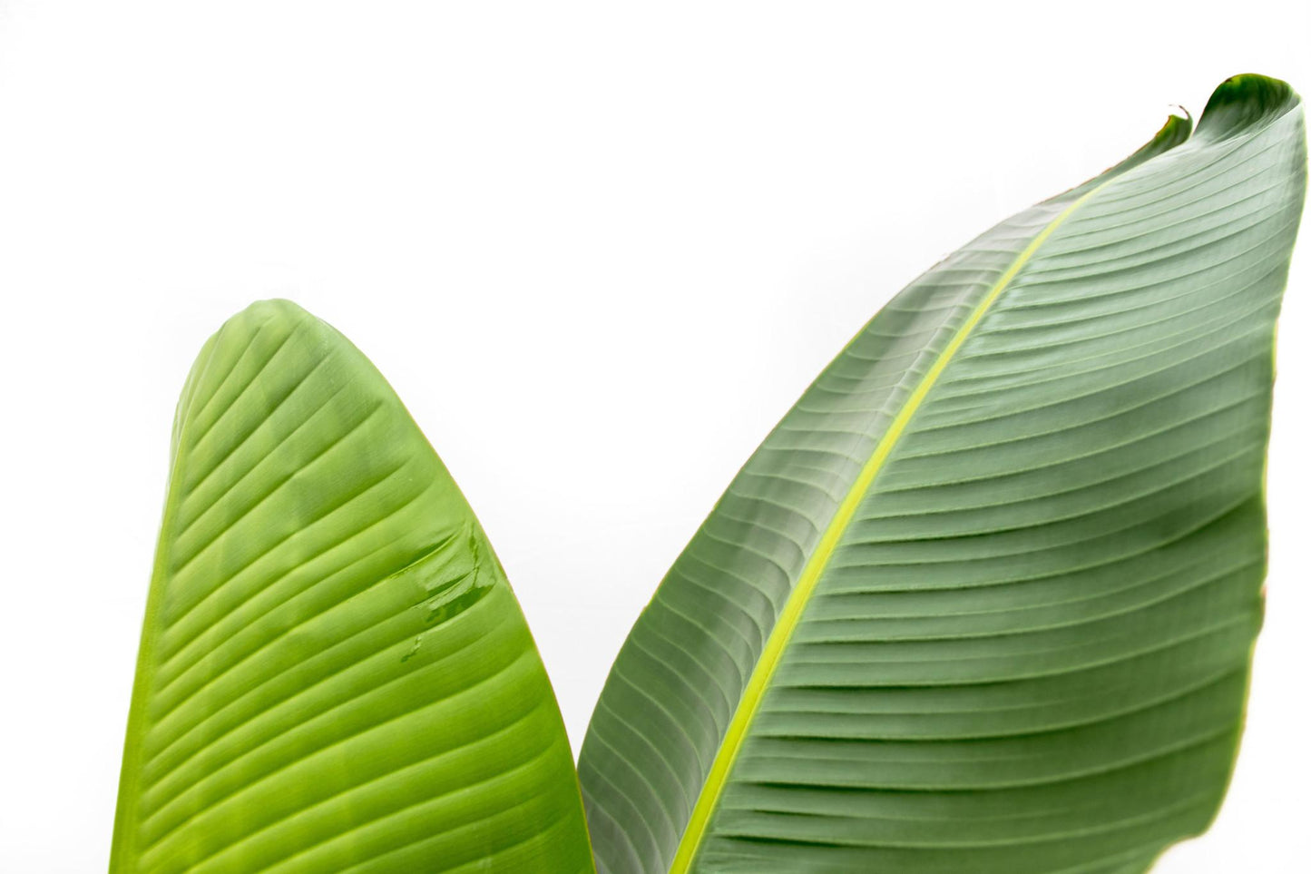 Strelitzia Augusta - 220 cm - Forest Plants