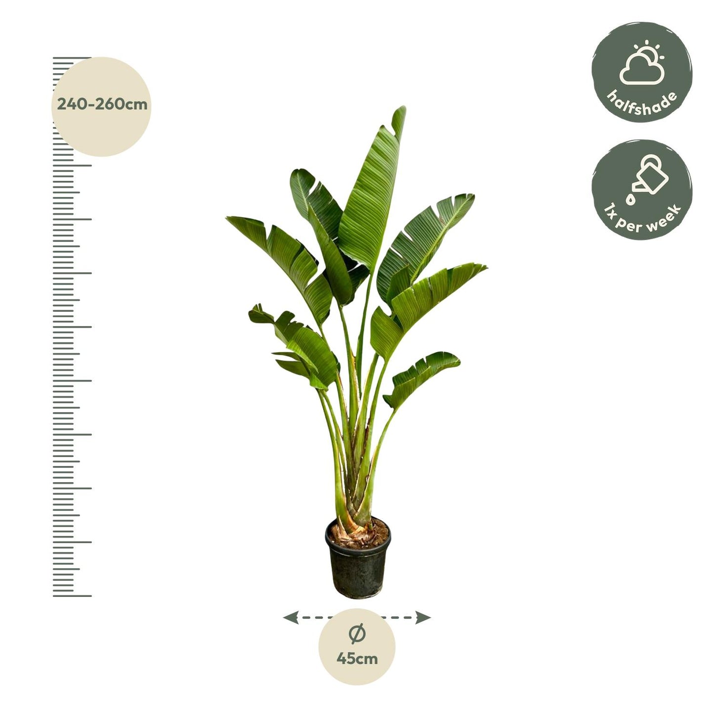 Strelitzia Augusta - 250 cm