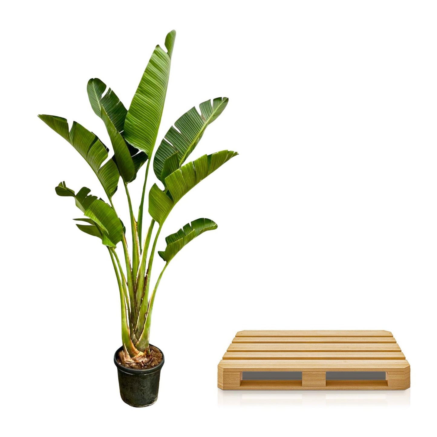 Strelitzia Augusta - 250 cm