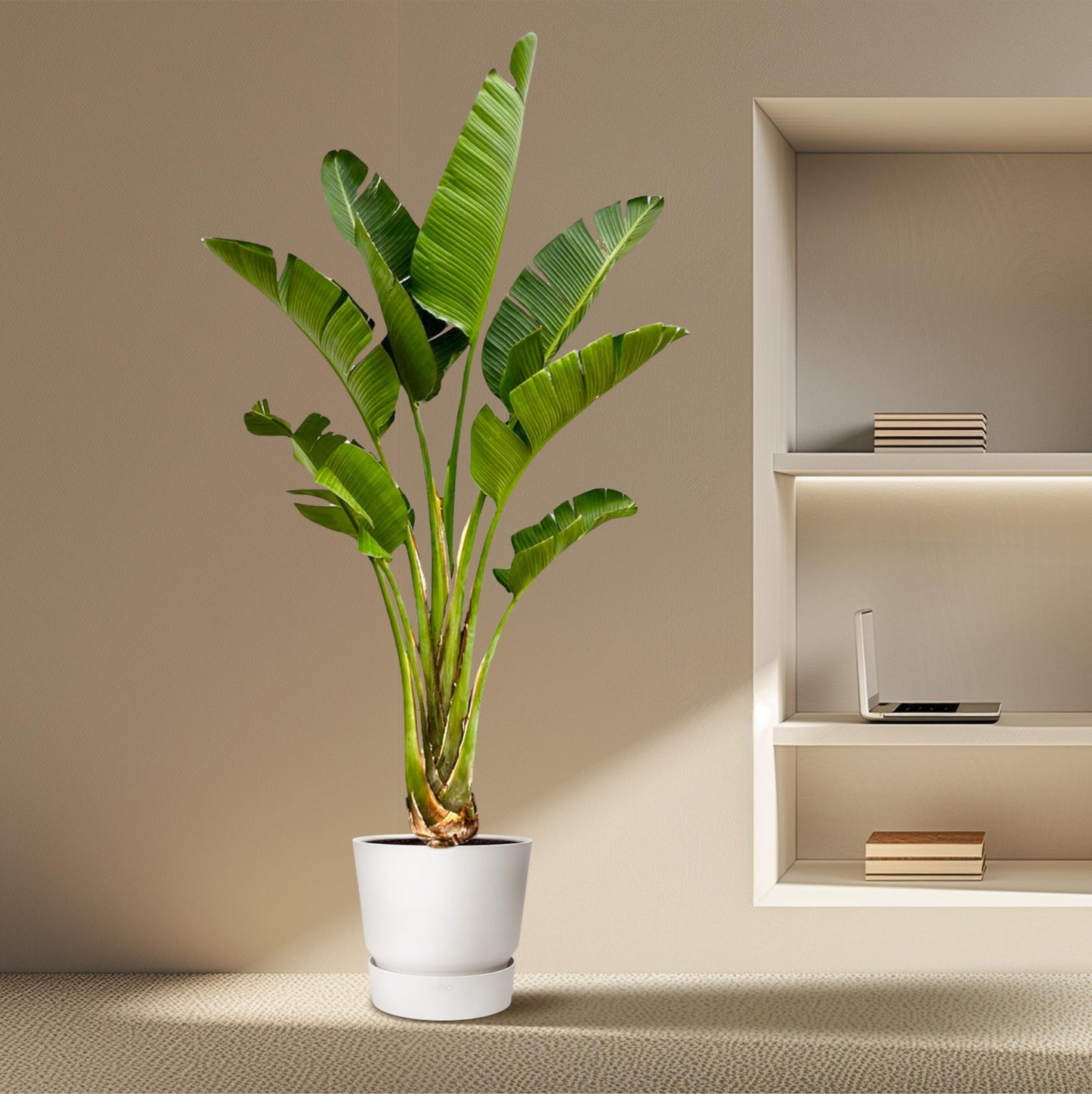 Strelitzia Augusta - 250 cm