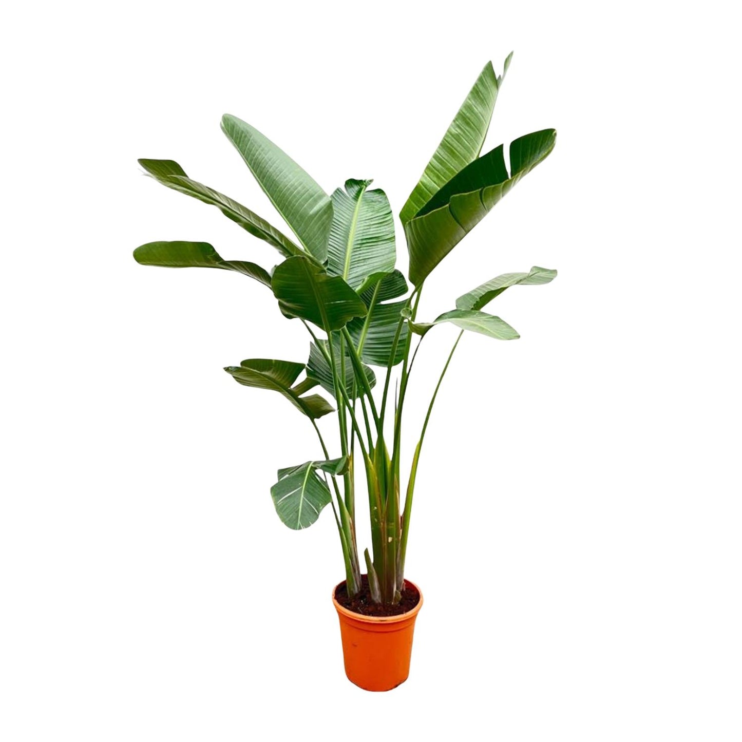 Strelitzia Augusta de luxe XXL - 250 cm - Forest Plants