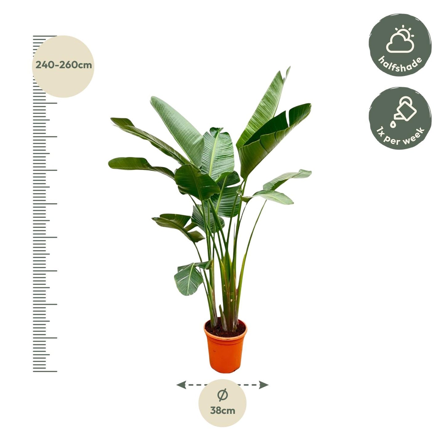 Strelitzia Augusta de luxe XXL - 250 cm - Forest Plants