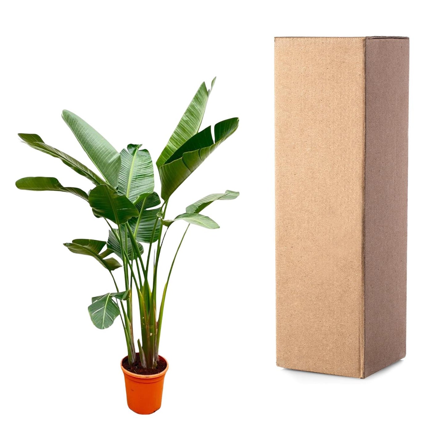Strelitzia Augusta de luxe XXL - 250 cm - Forest Plants