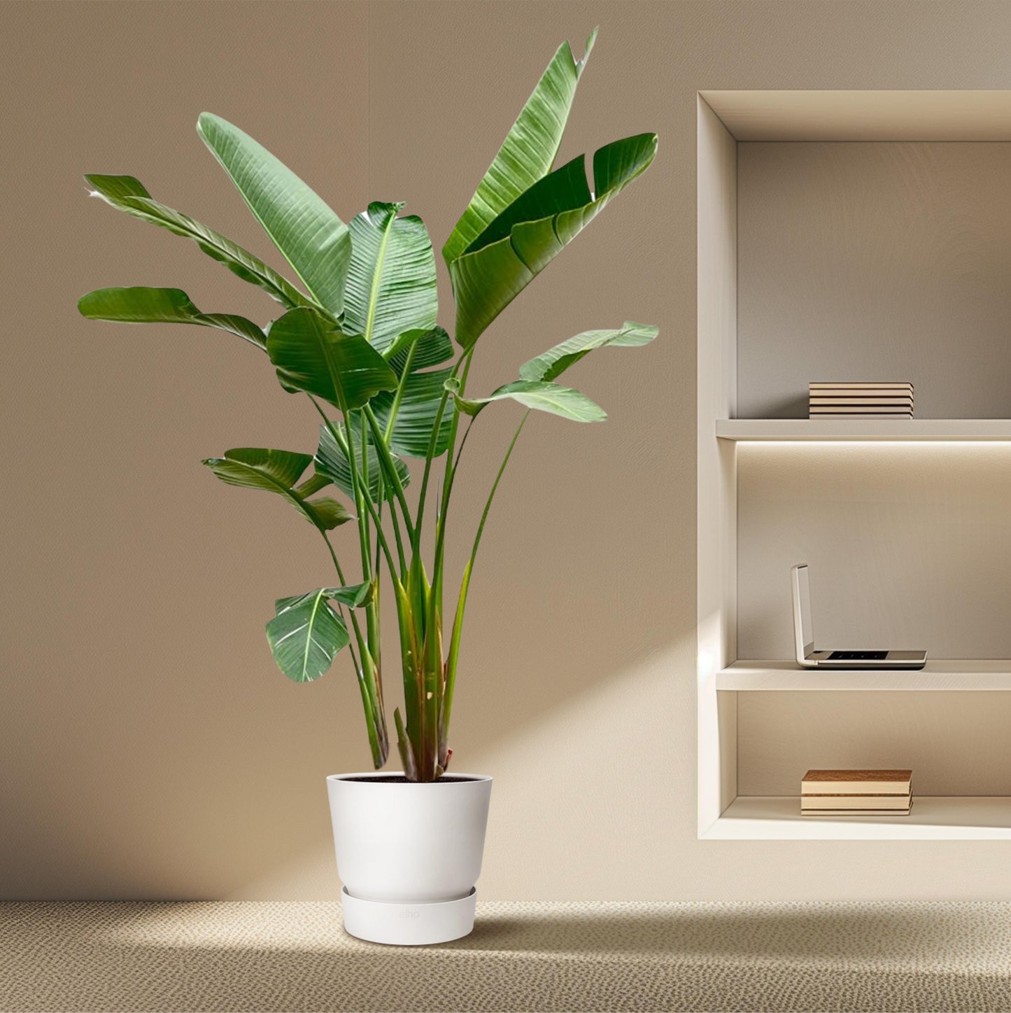 Strelitzia Augusta de luxe XXL - 250 cm - Forest Plants