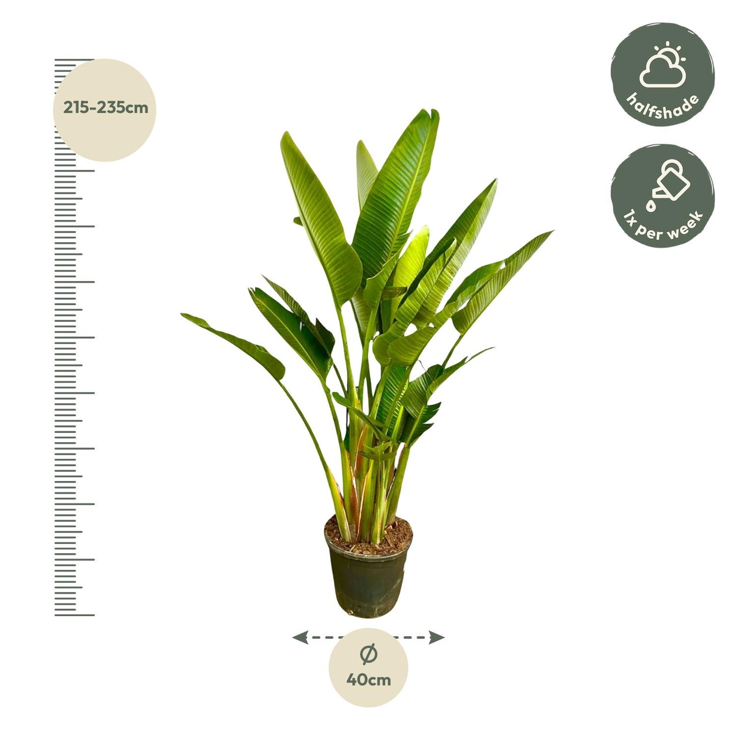 Strelitzia Augusta multi stam XXL - 225 cm - Forest Plants