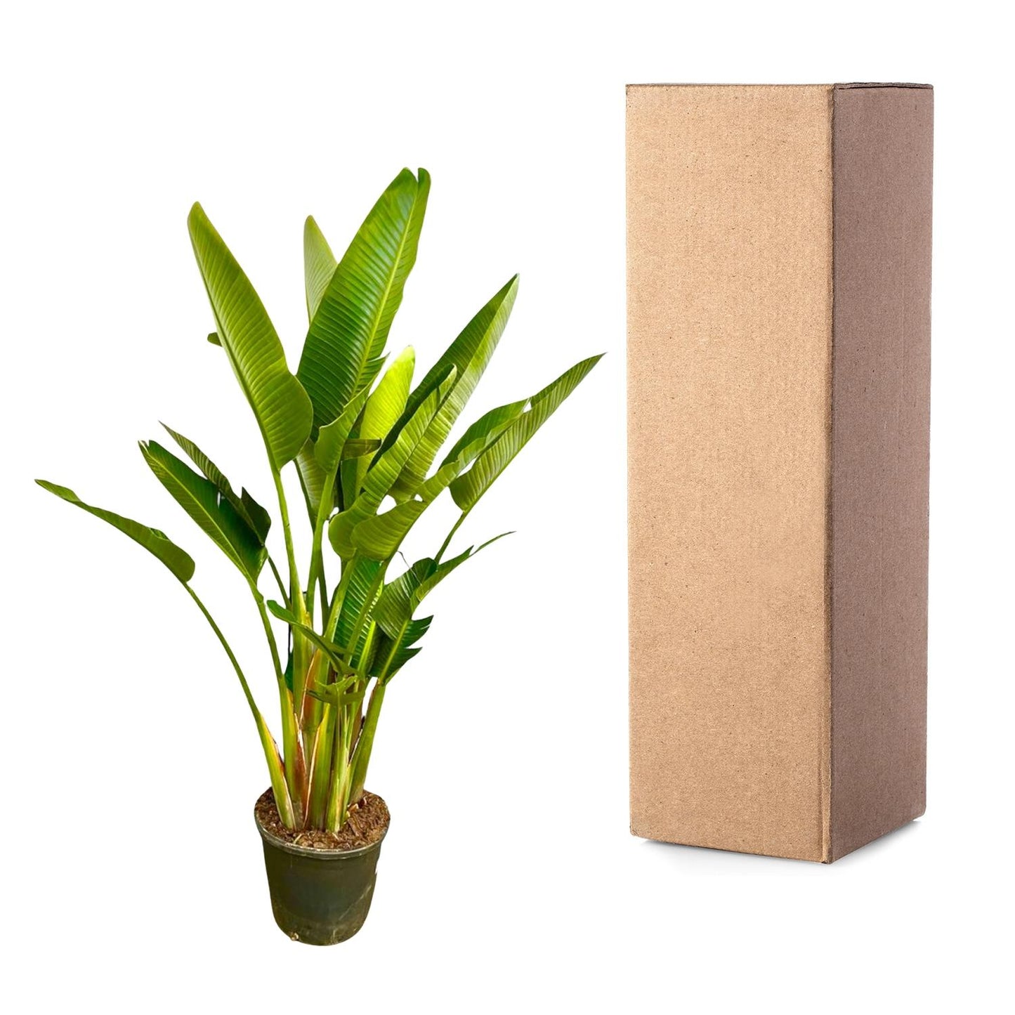 Strelitzia Augusta multi stam XXL - 225 cm - Forest Plants