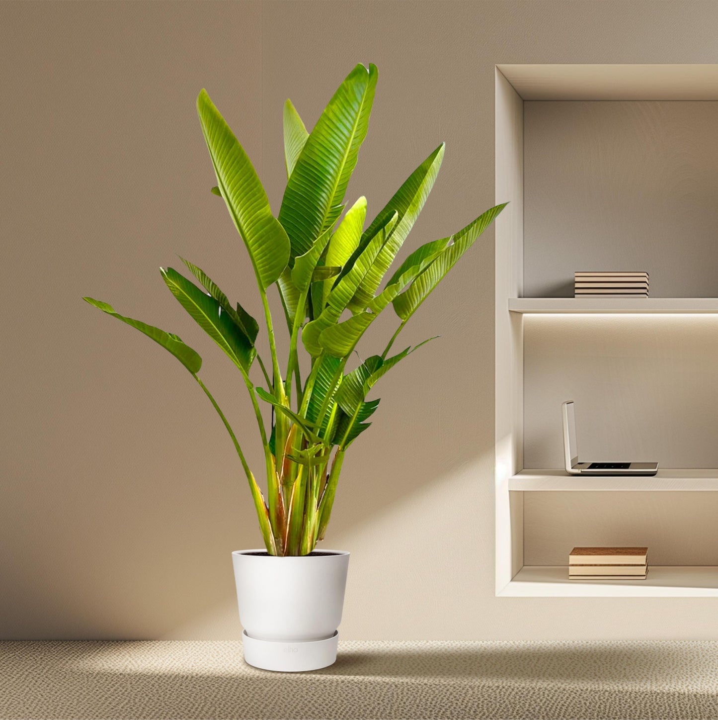 Strelitzia Augusta multi stam XXL - 225 cm - Forest Plants