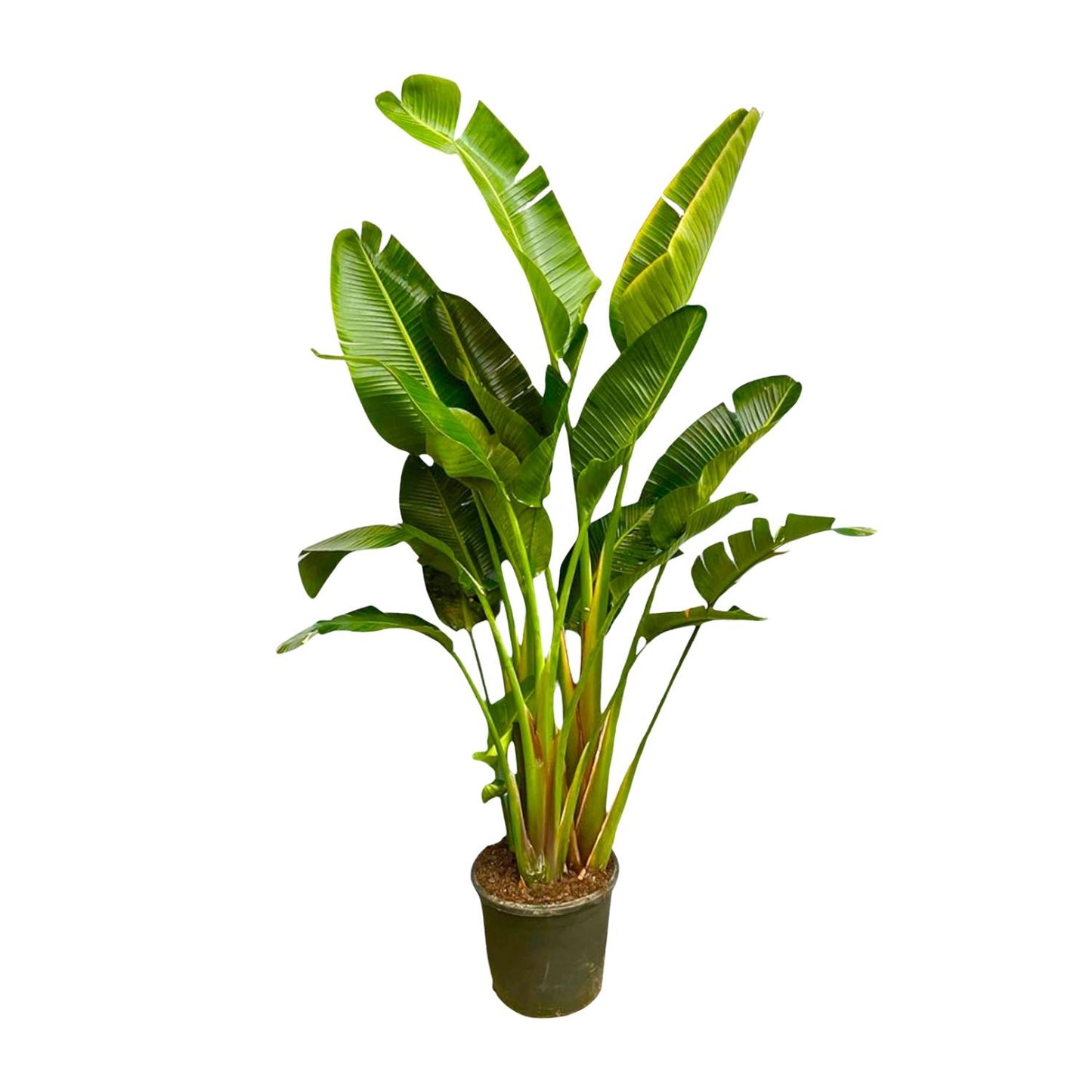 Strelitzia Augusta multi stam XXL - 250 cm