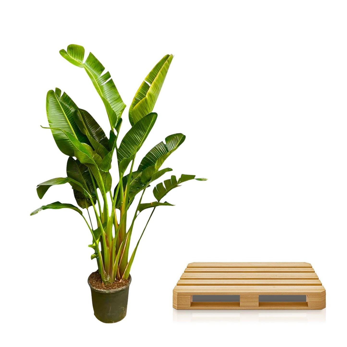 Strelitzia Augusta multi stam XXL - 250 cm
