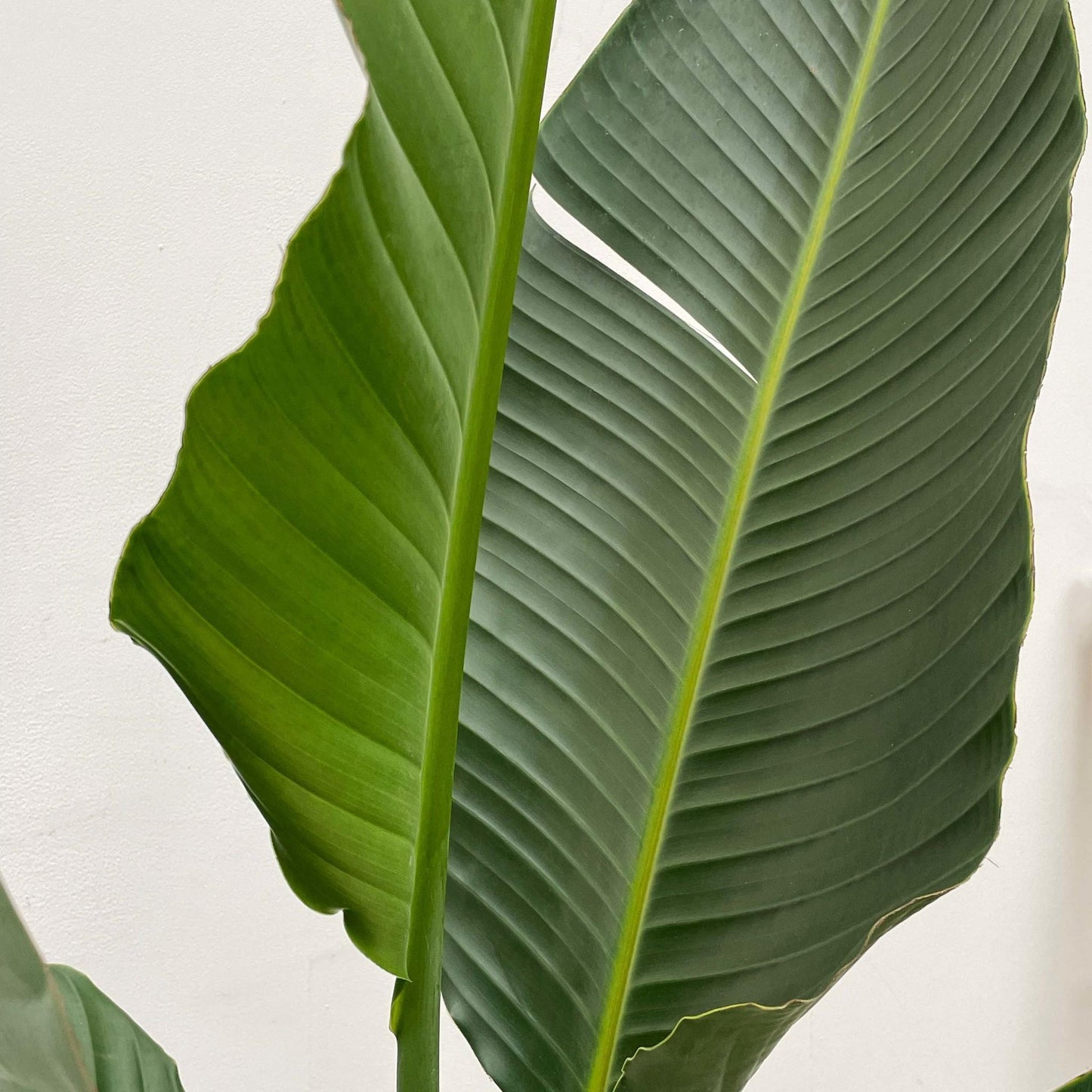 Strelitzia Augusta multi stam XXL - 250 cm