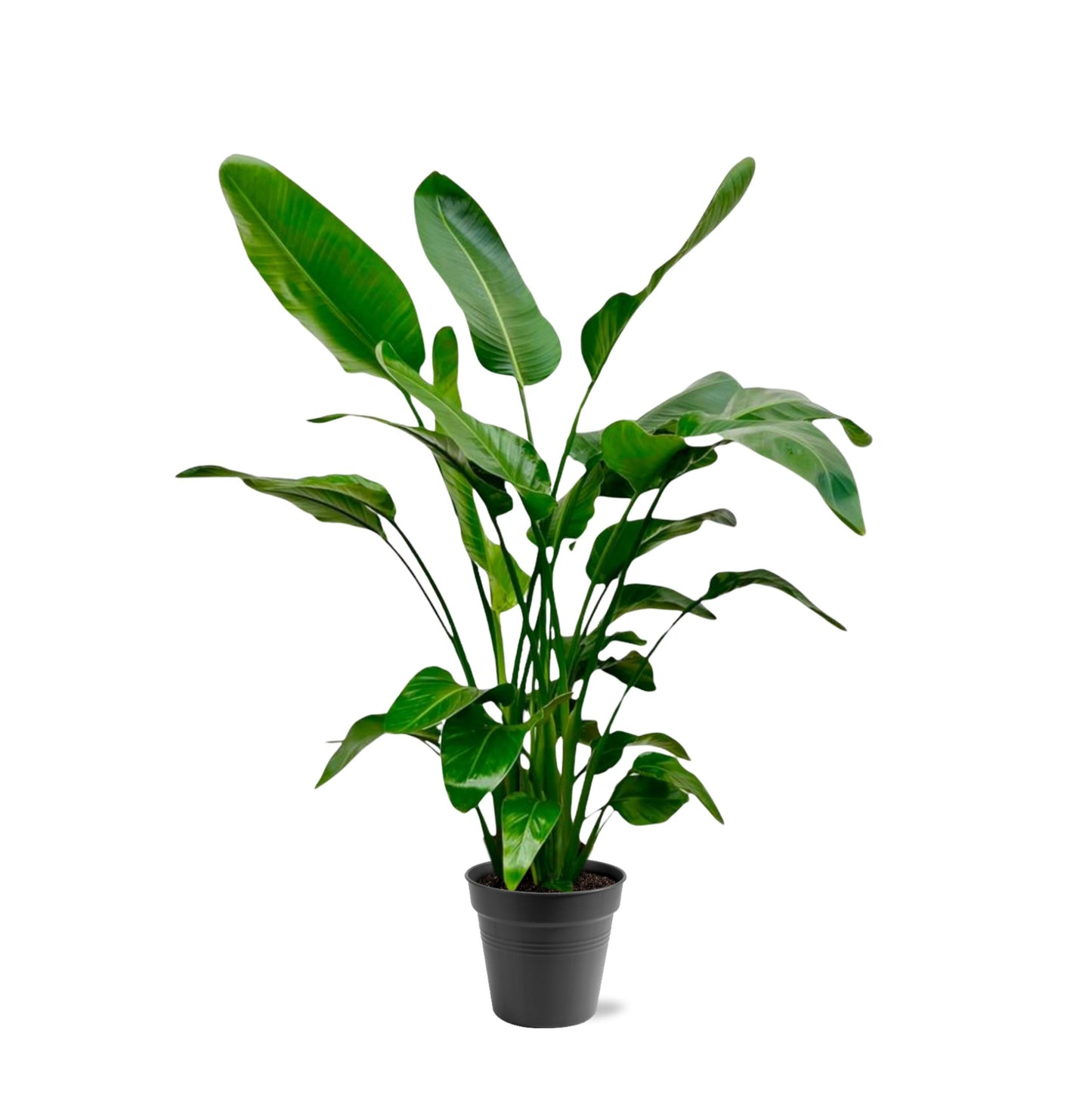Strelitzia Nicolai - 140-150cm - Forest Plants