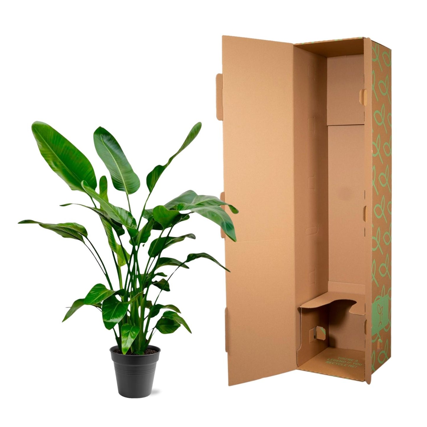 Strelitzia Nicolai - 140-150cm - Forest Plants