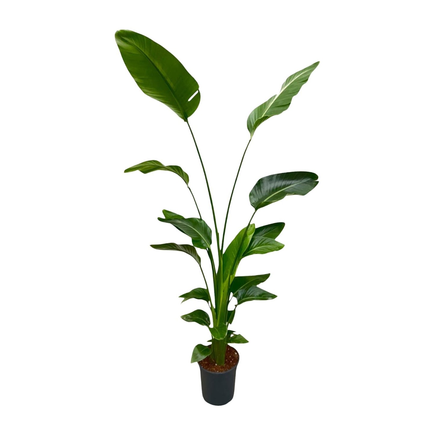 Strelitzia Nicolai - 170 cm