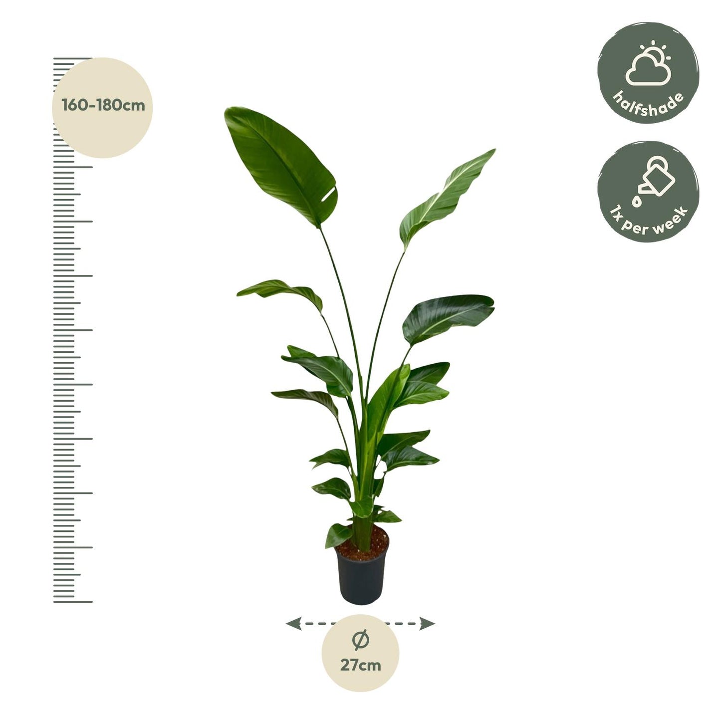 Strelitzia Nicolai - 170 cm