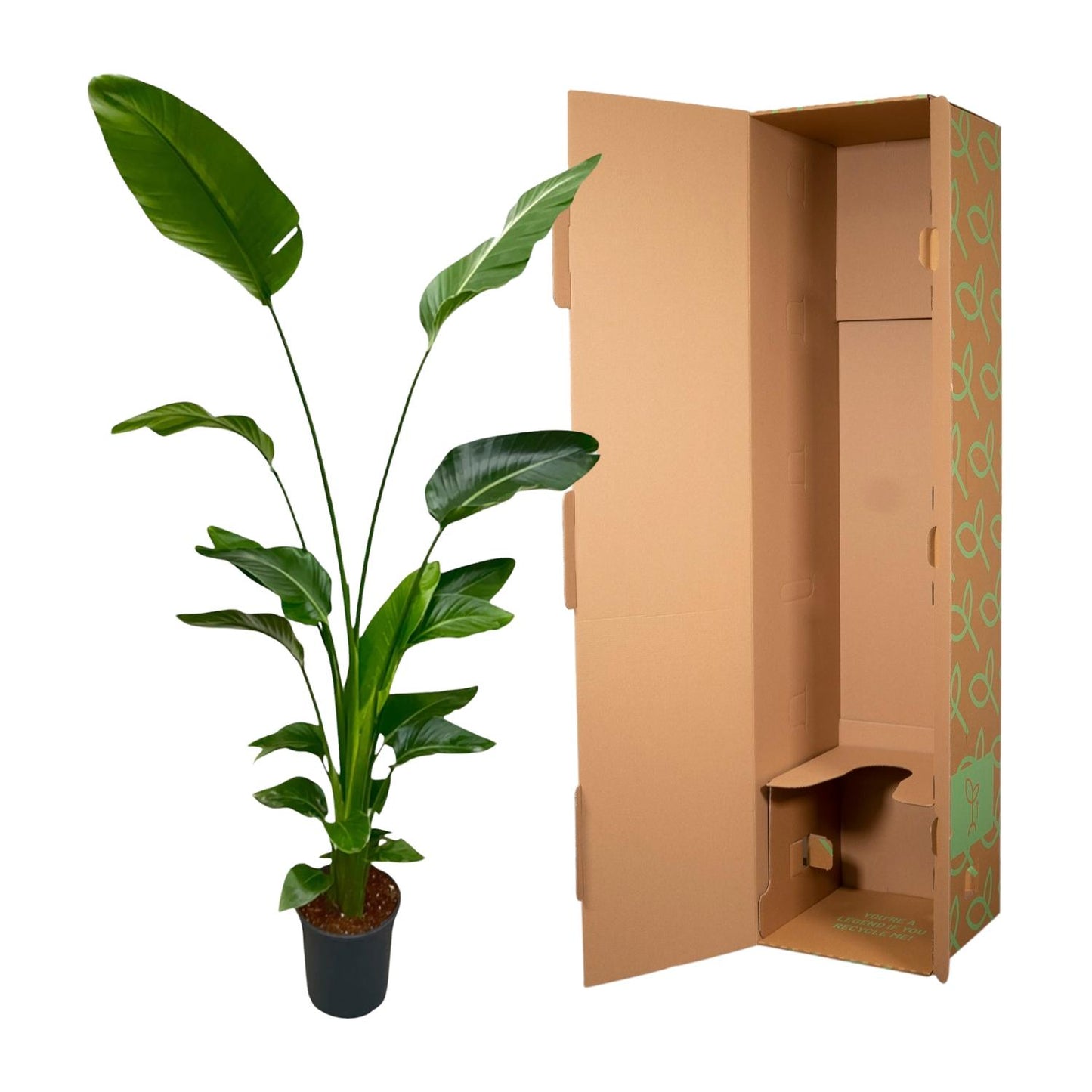 Strelitzia Nicolai - 170 cm