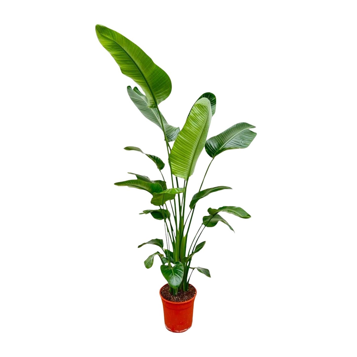 Strelitzia Nicolai - 180-210 cm