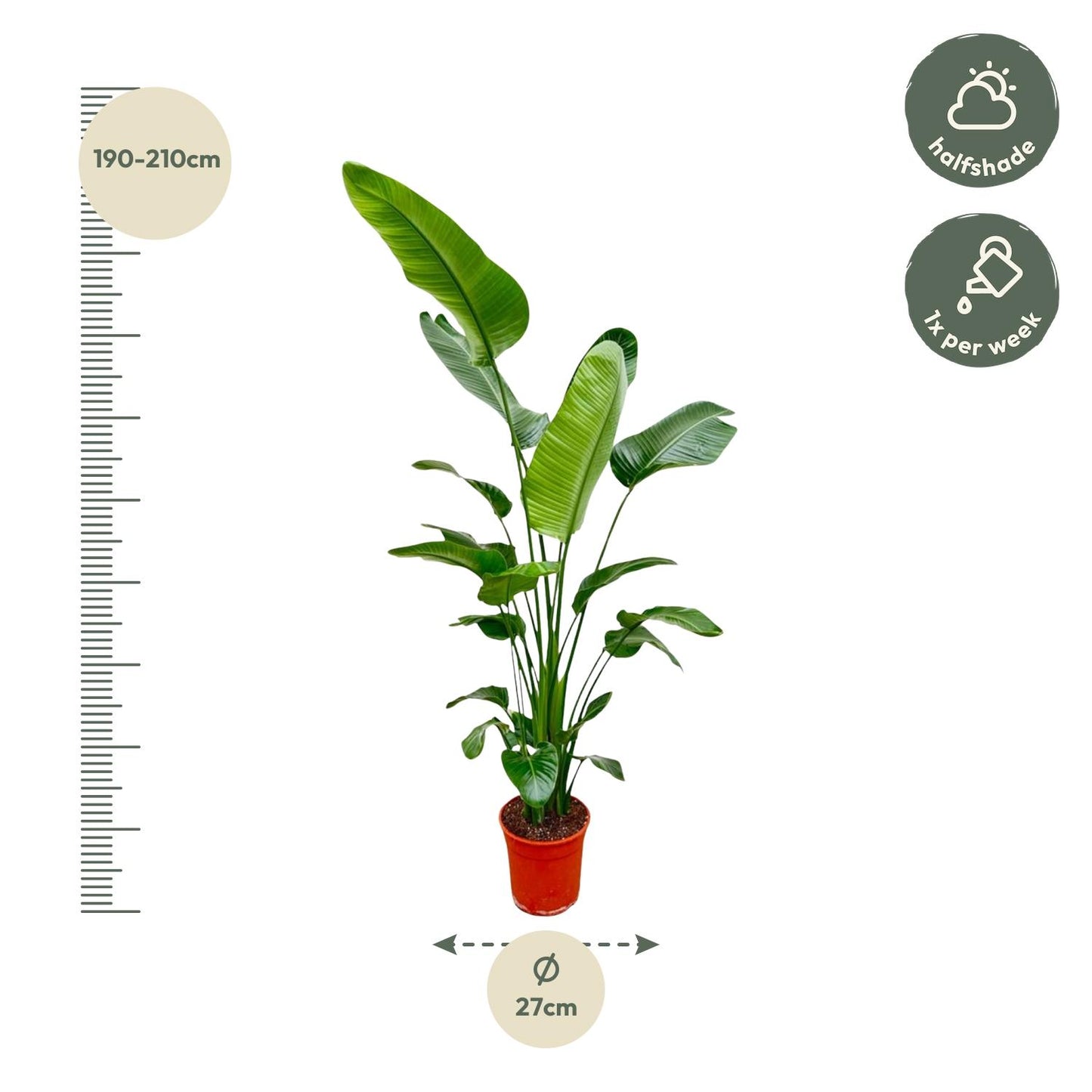 Strelitzia Nicolai - 180-210 cm