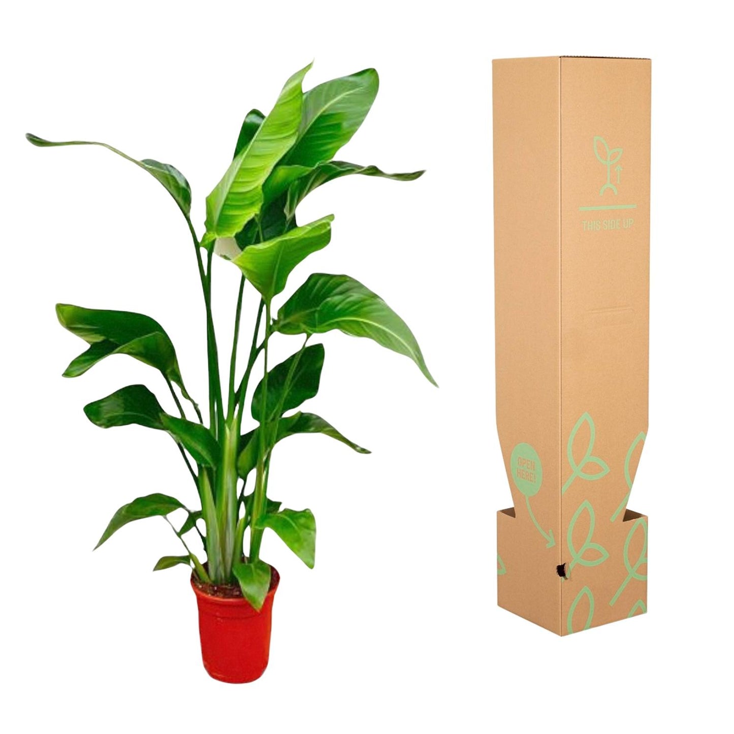Strelitzia Nicolai - 70-90 cm - Forest Plants