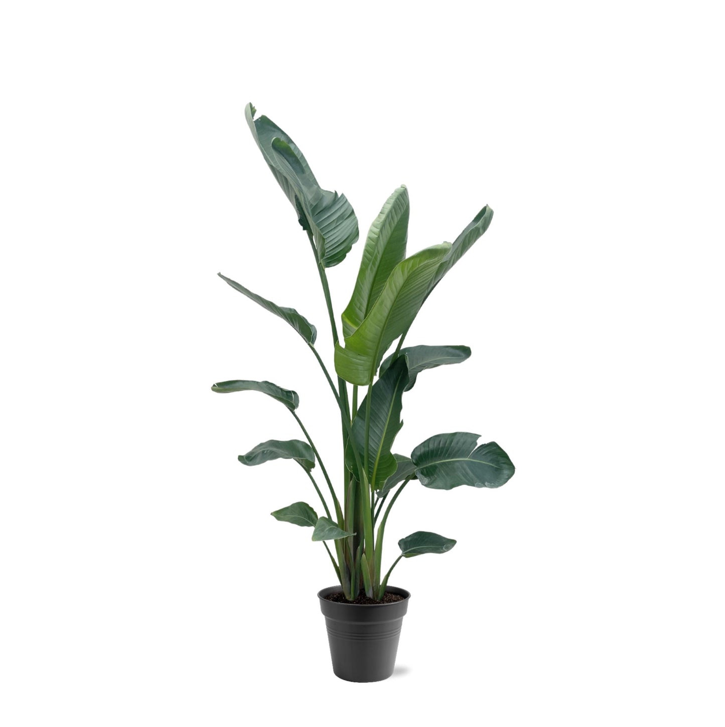Strelitzia Nicolai XXL - 190-225 cm