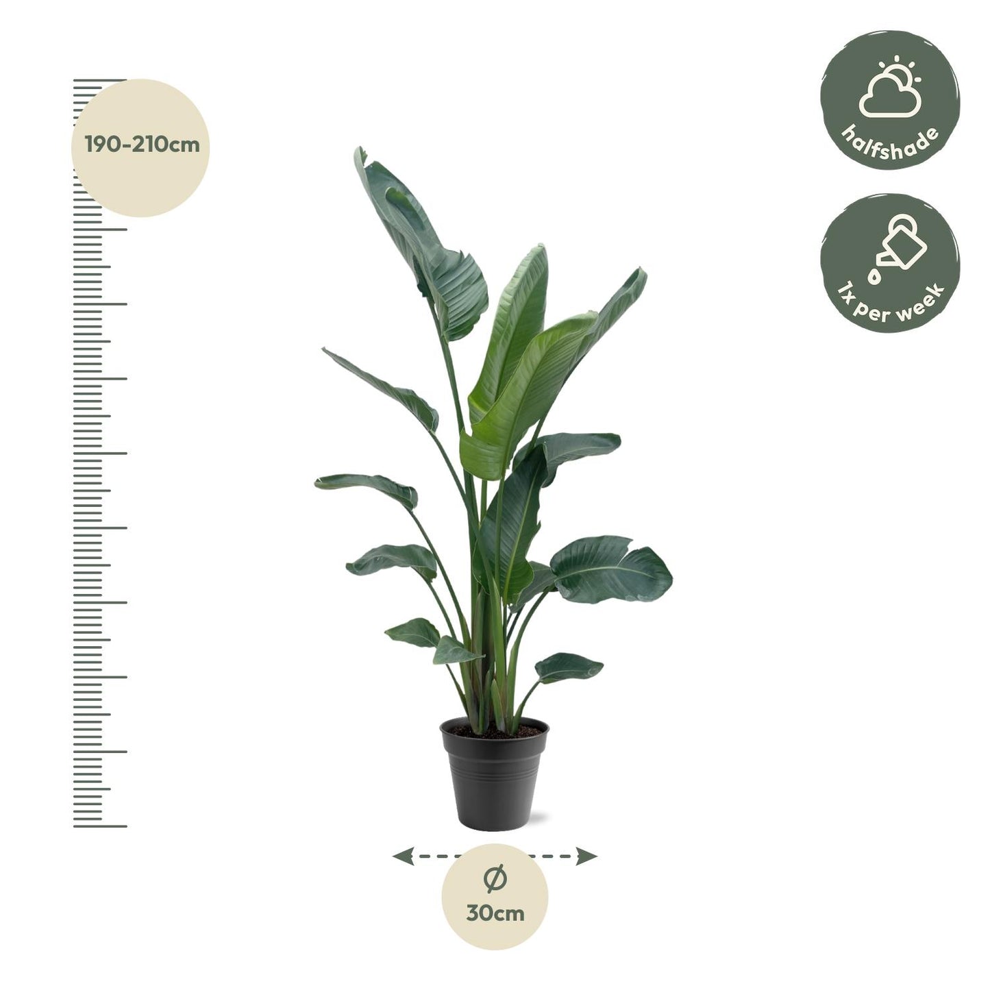 Strelitzia Nicolai XXL - 190-225 cm