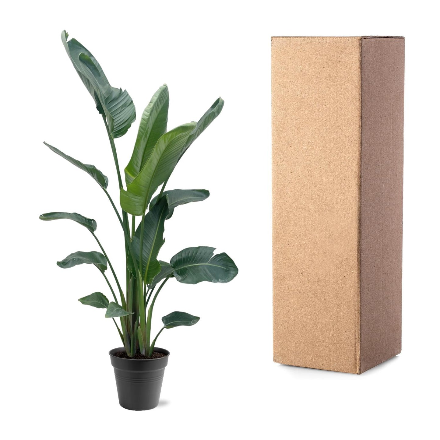 Strelitzia Nicolai XXL - 190-225 cm