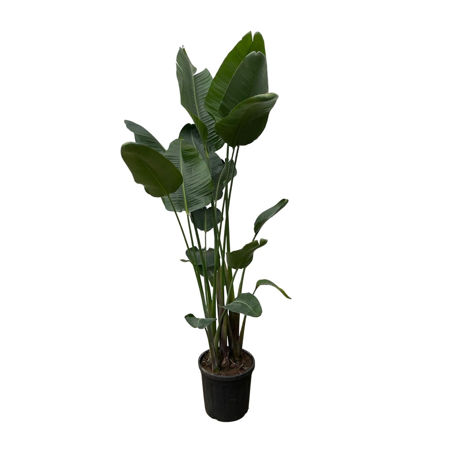Strelitzia Nicolai XXL - 250 cm - Forest Plants