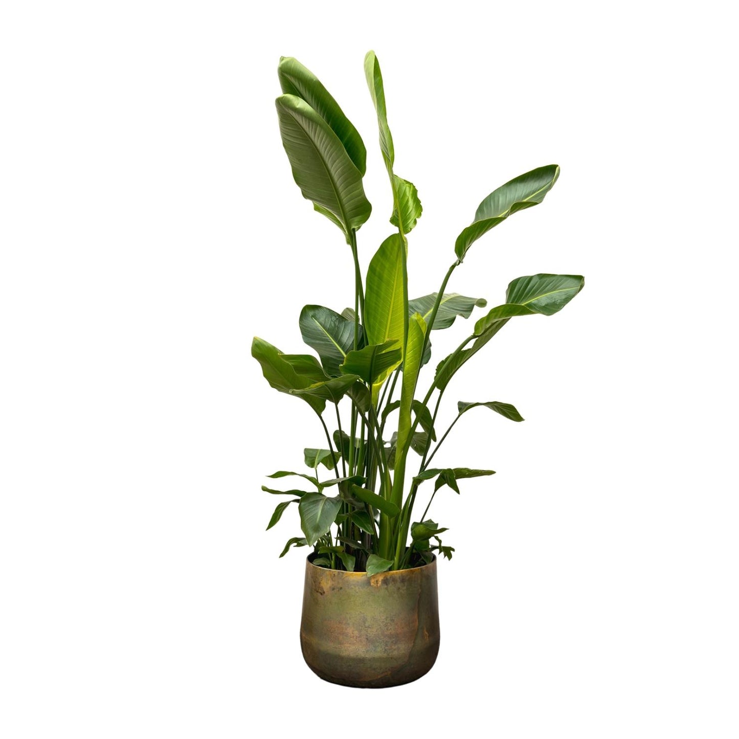 Strelitzia Nicolai de luxe XXL - 250 cm