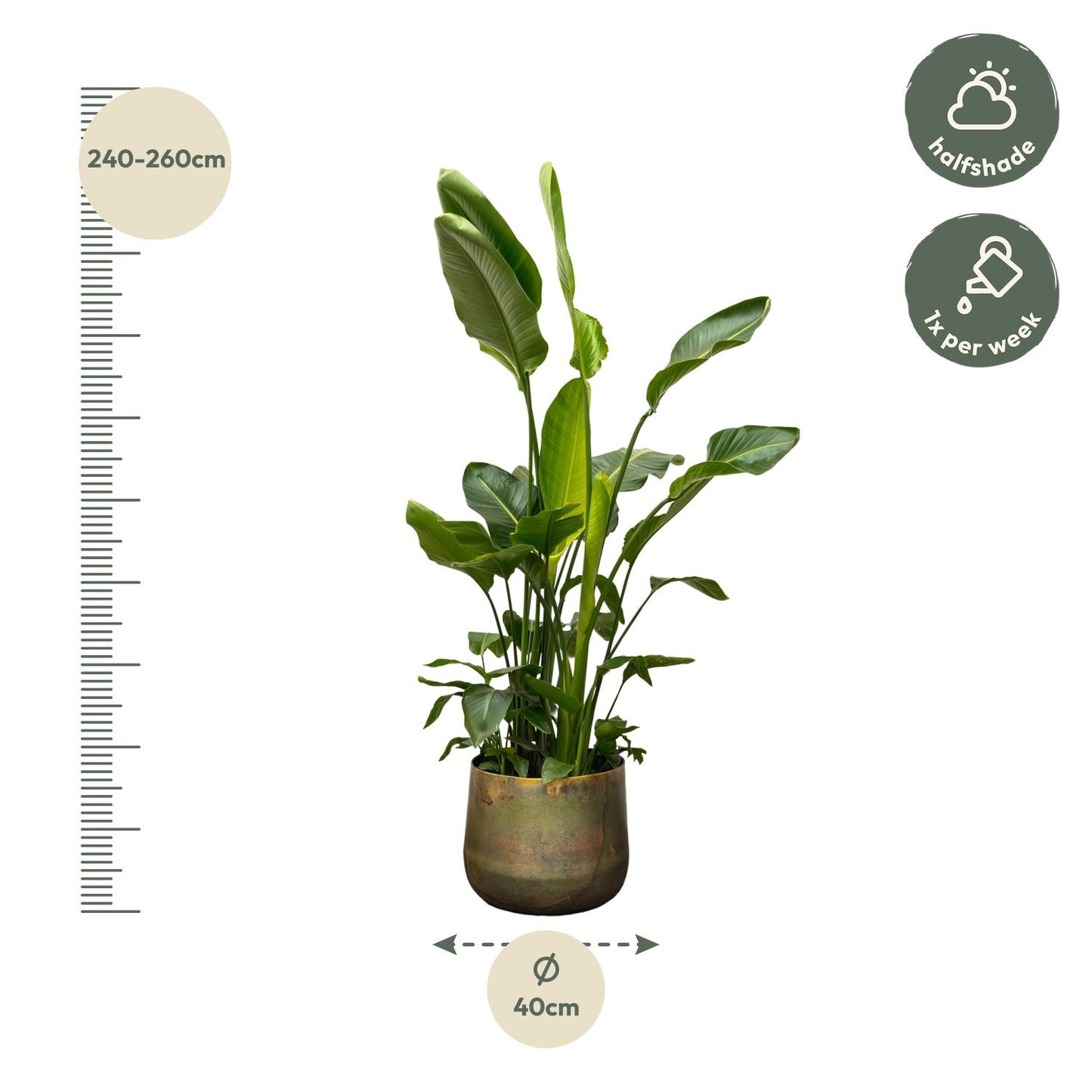 Strelitzia Nicolai de luxe XXL - 250 cm