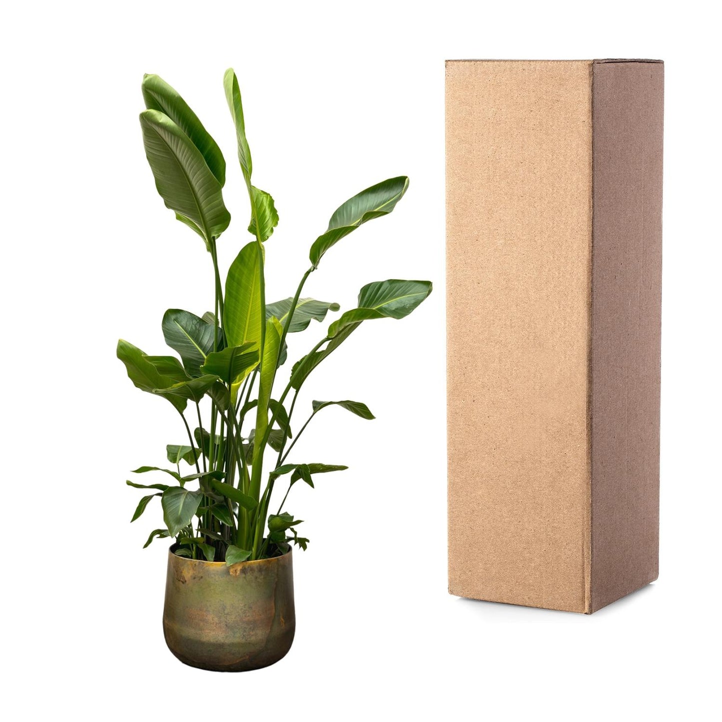 Strelitzia Nicolai de luxe XXL - 250 cm