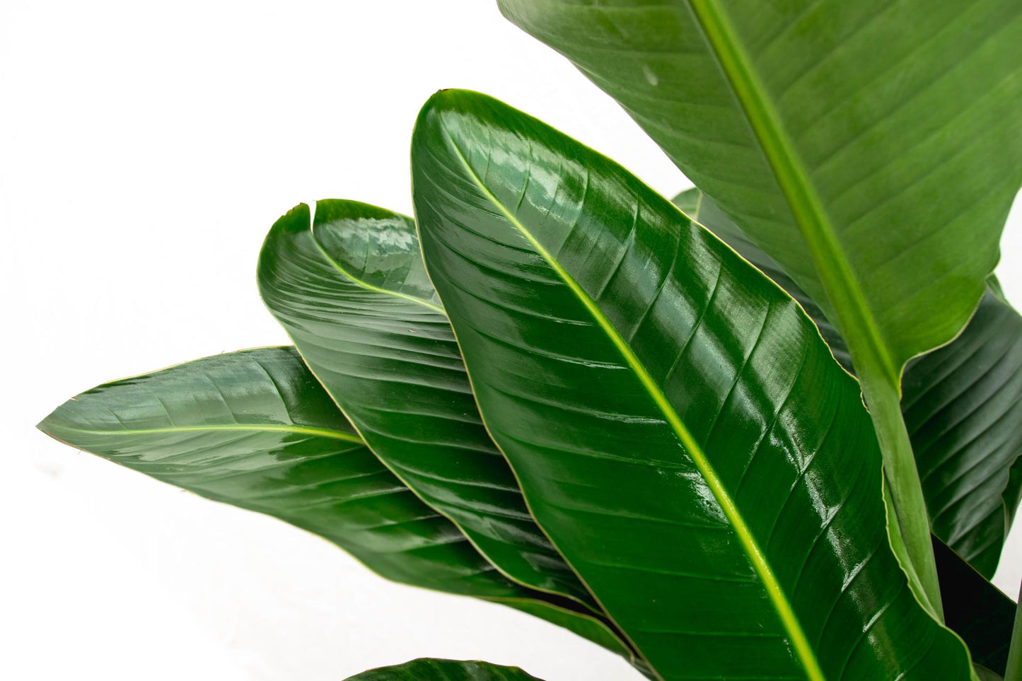 Strelitzia Nicolai de luxe XXL - 250 cm