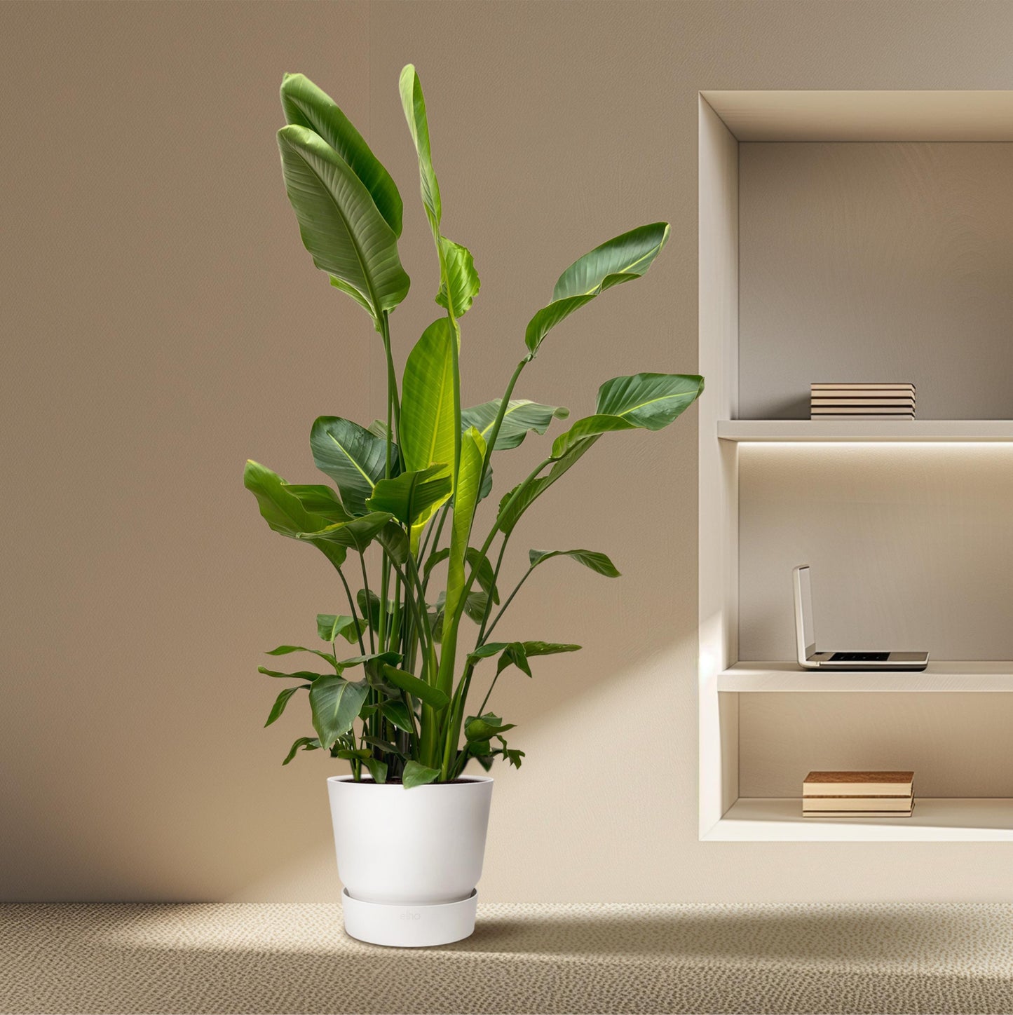 Strelitzia Nicolai de luxe XXL - 250 cm