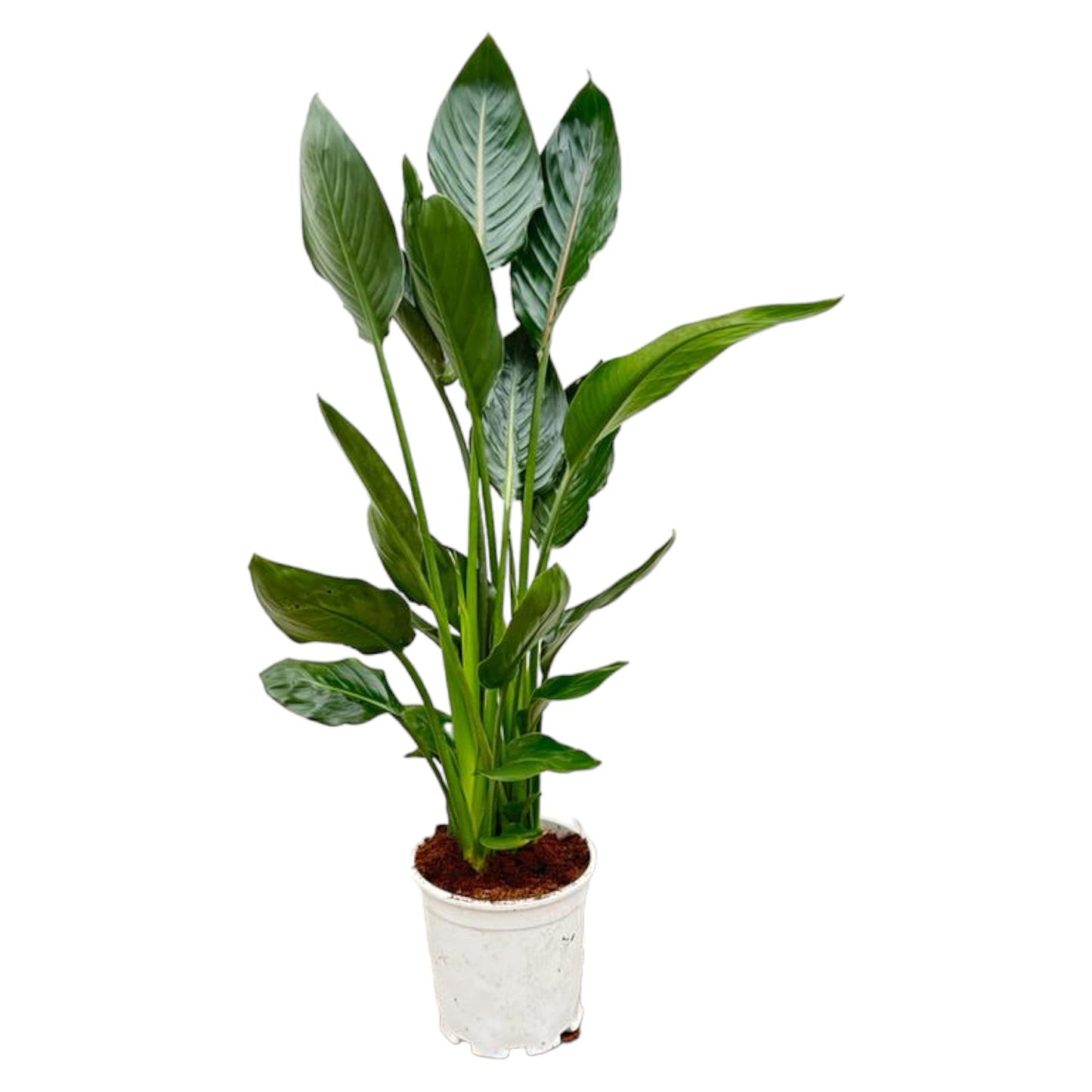 Strelitzia Reginae - 100 cm - Forest Plants
