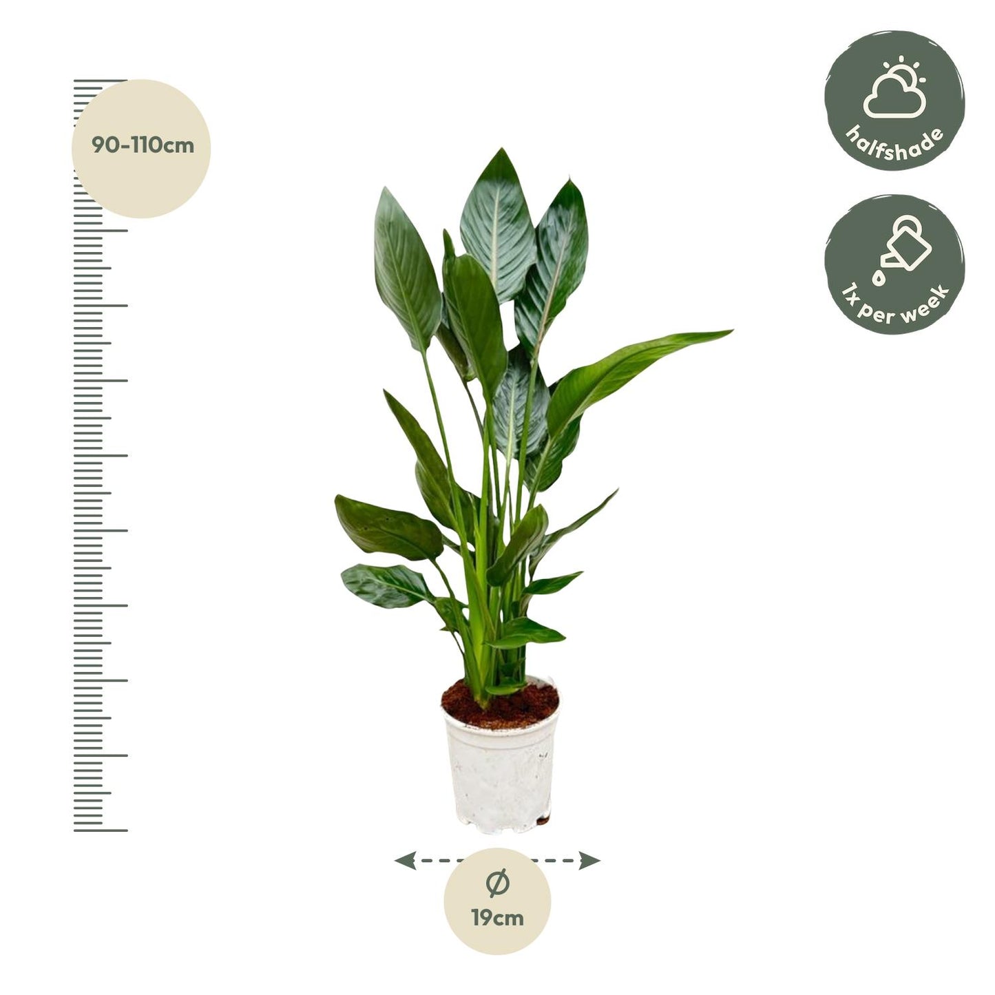 Strelitzia Reginae - 100 cm - Forest Plants
