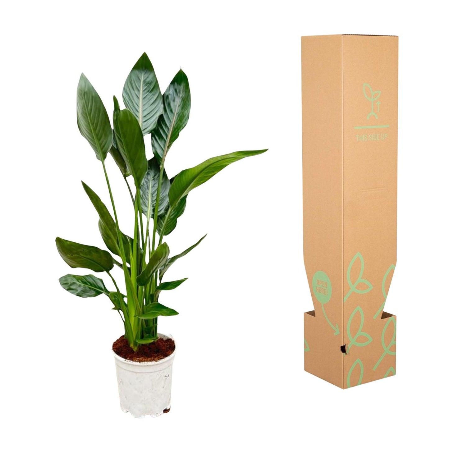 Strelitzia Reginae - 100 cm - Forest Plants