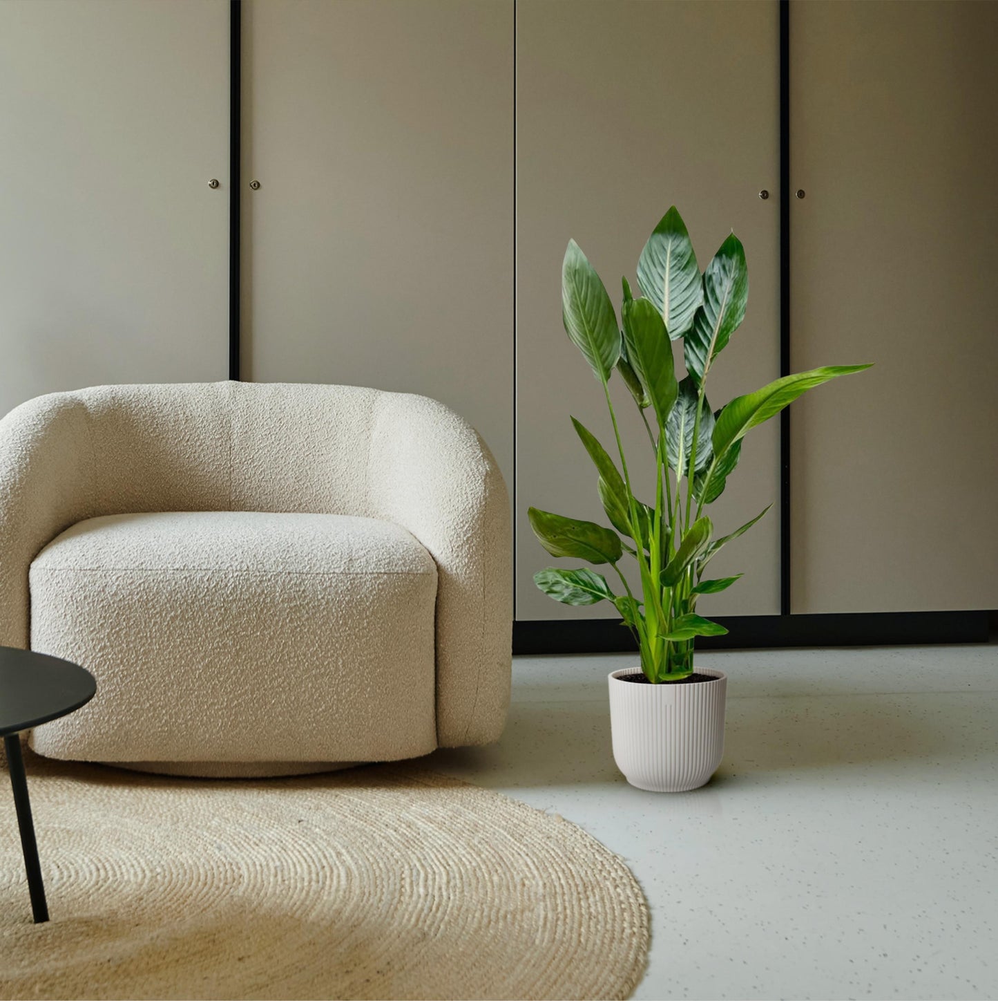 Strelitzia Reginae - 100 cm - Forest Plants