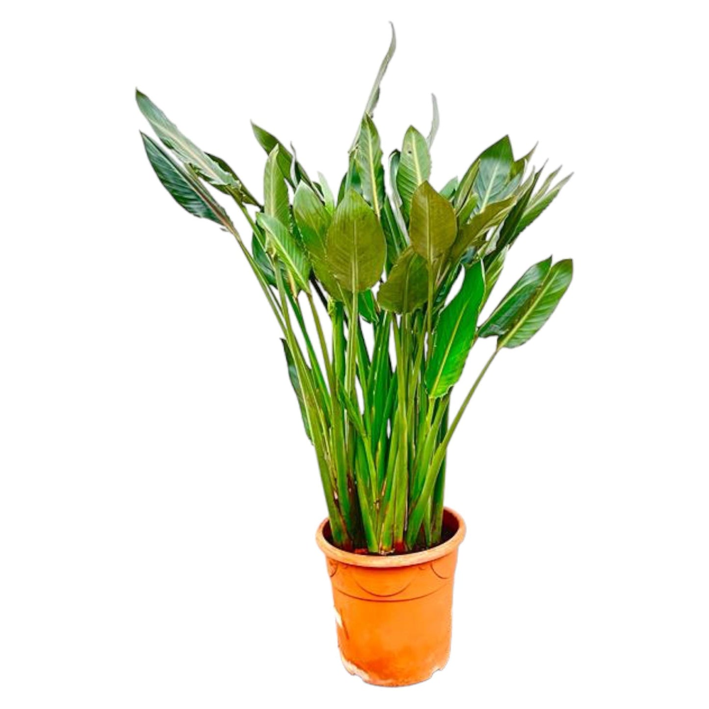 Strelitzia Reginae XL - 160 cm