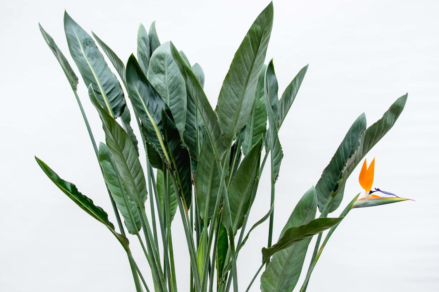 Strelitzia Reginae XL - 160 cm
